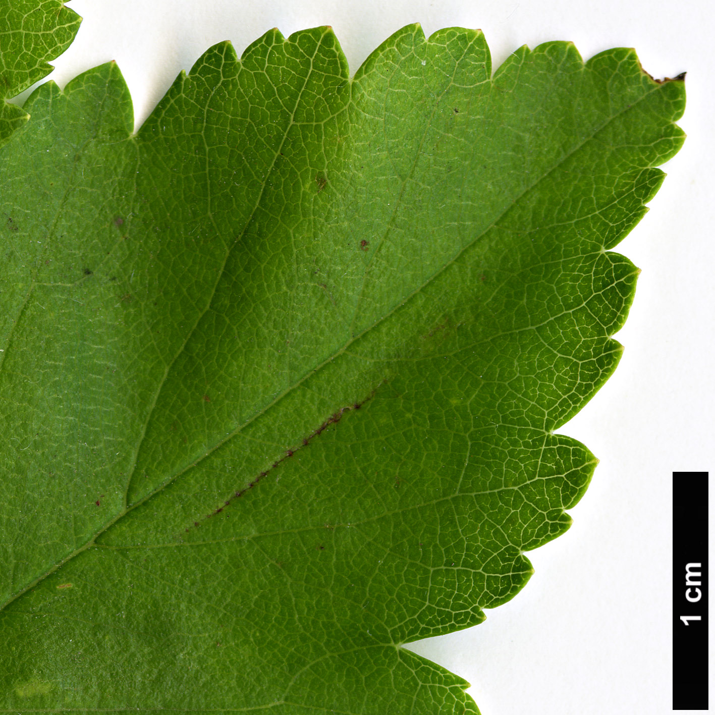 High resolution image: Family: Rosaceae - Genus: Crataegus - Taxon: viridis