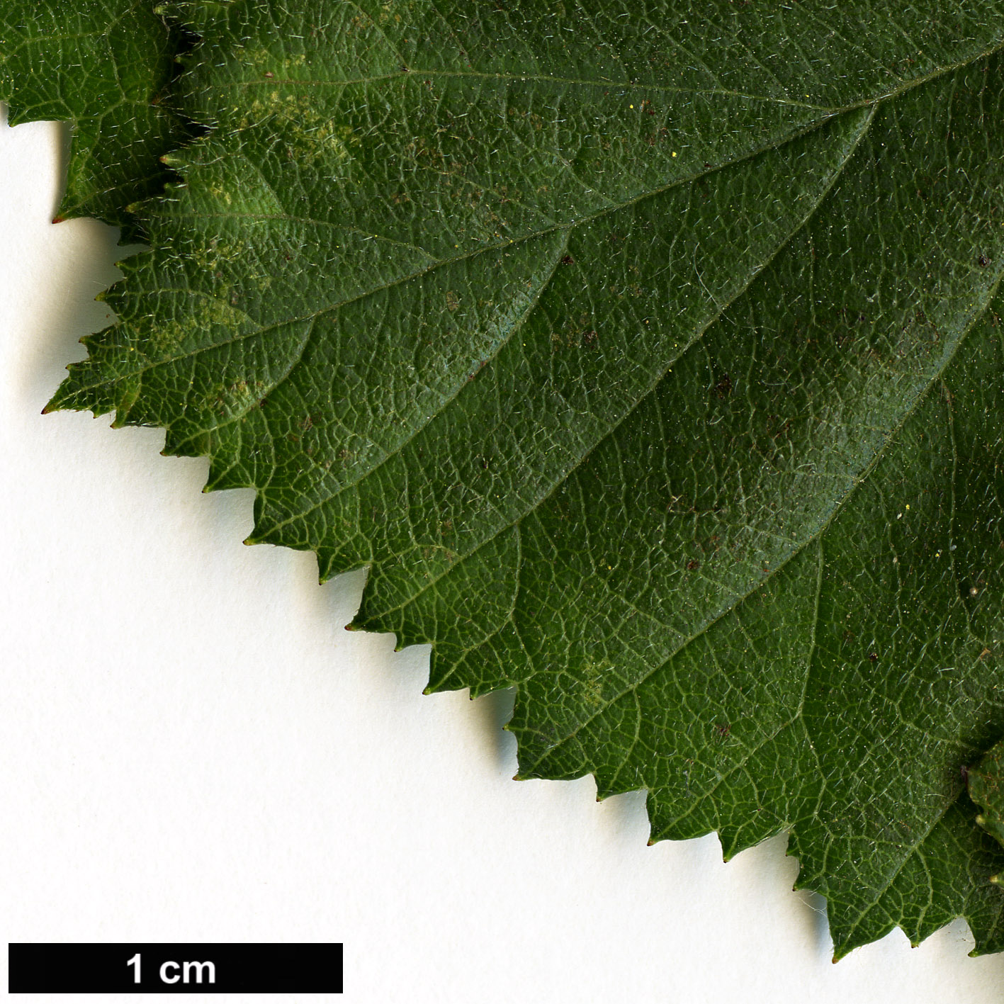 High resolution image: Family: Rosaceae - Genus: Crataegus - Taxon: ×dispessa
