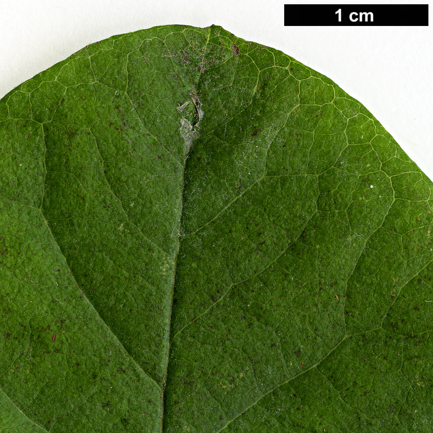 High resolution image: Family: Rosaceae - Genus: Cydonia - Taxon: oblonga