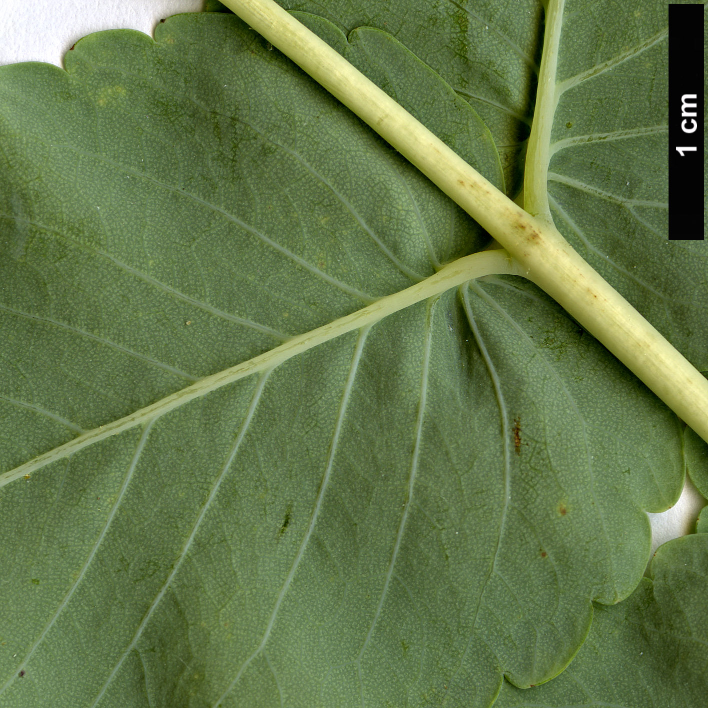 High resolution image: Family: Rosaceae - Genus: Dendriopoterium - Taxon: menendezii