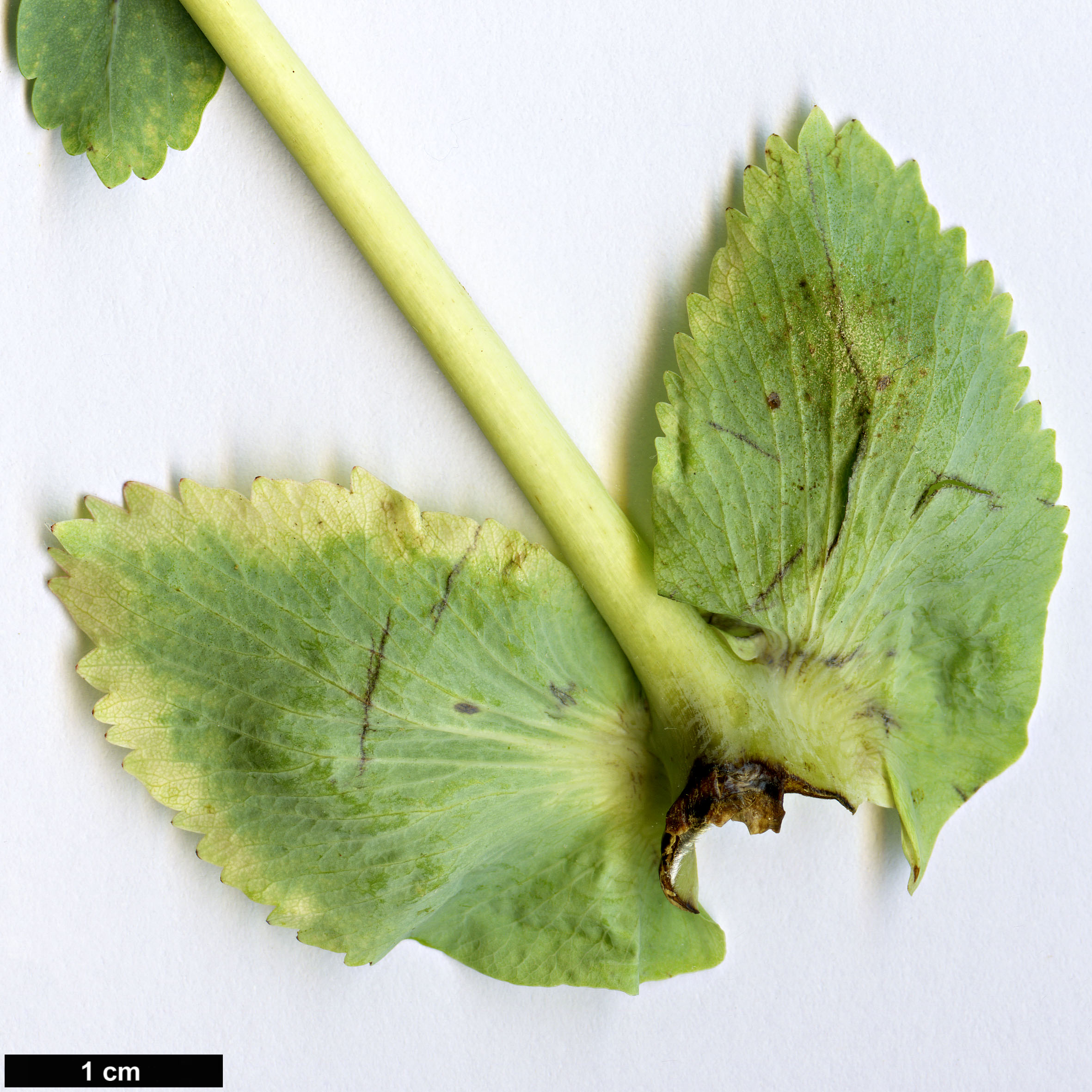 High resolution image: Family: Rosaceae - Genus: Dendriopoterium - Taxon: menendezii