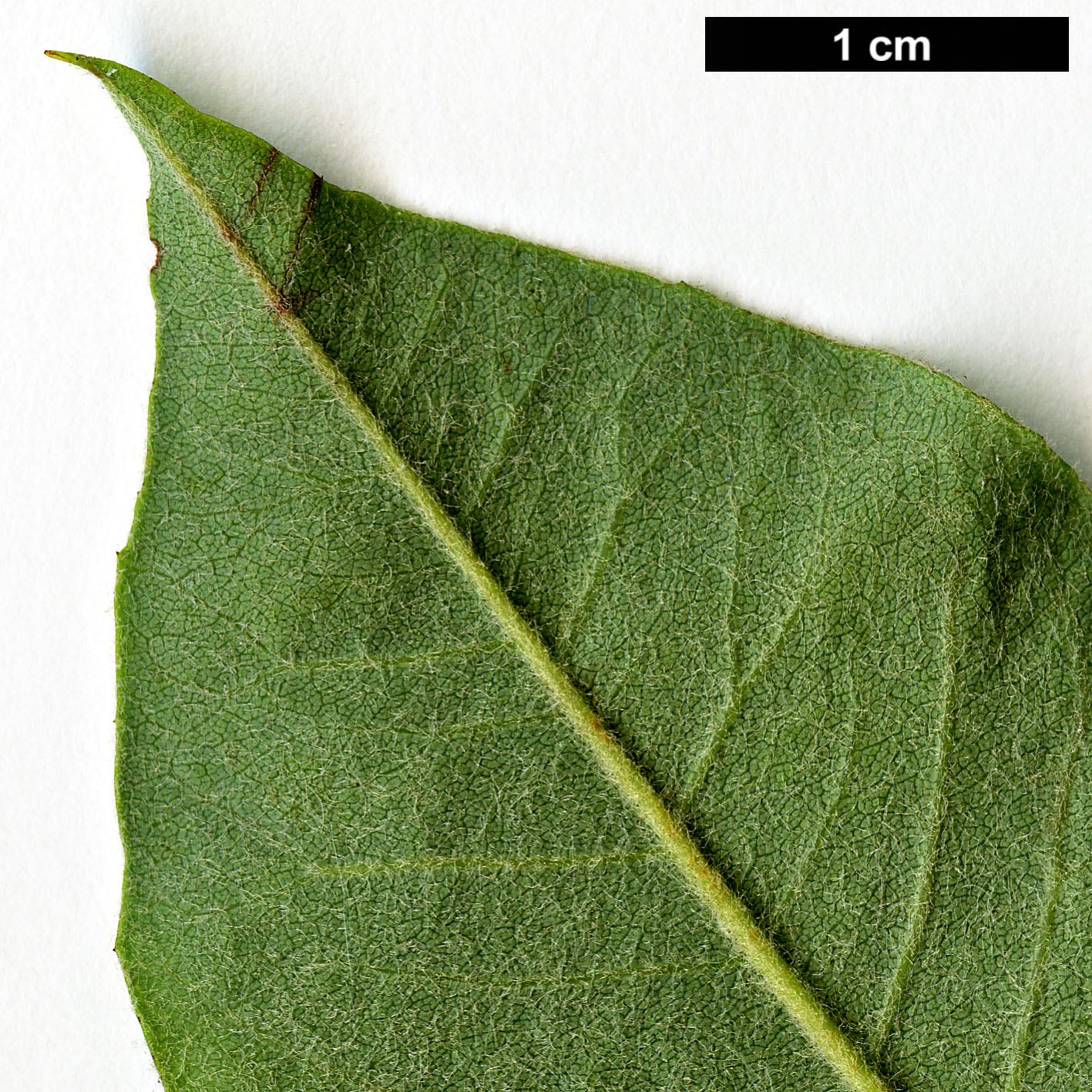 High resolution image: Family: Rosaceae - Genus: Dichotomanthes - Taxon: tristaniicarpa