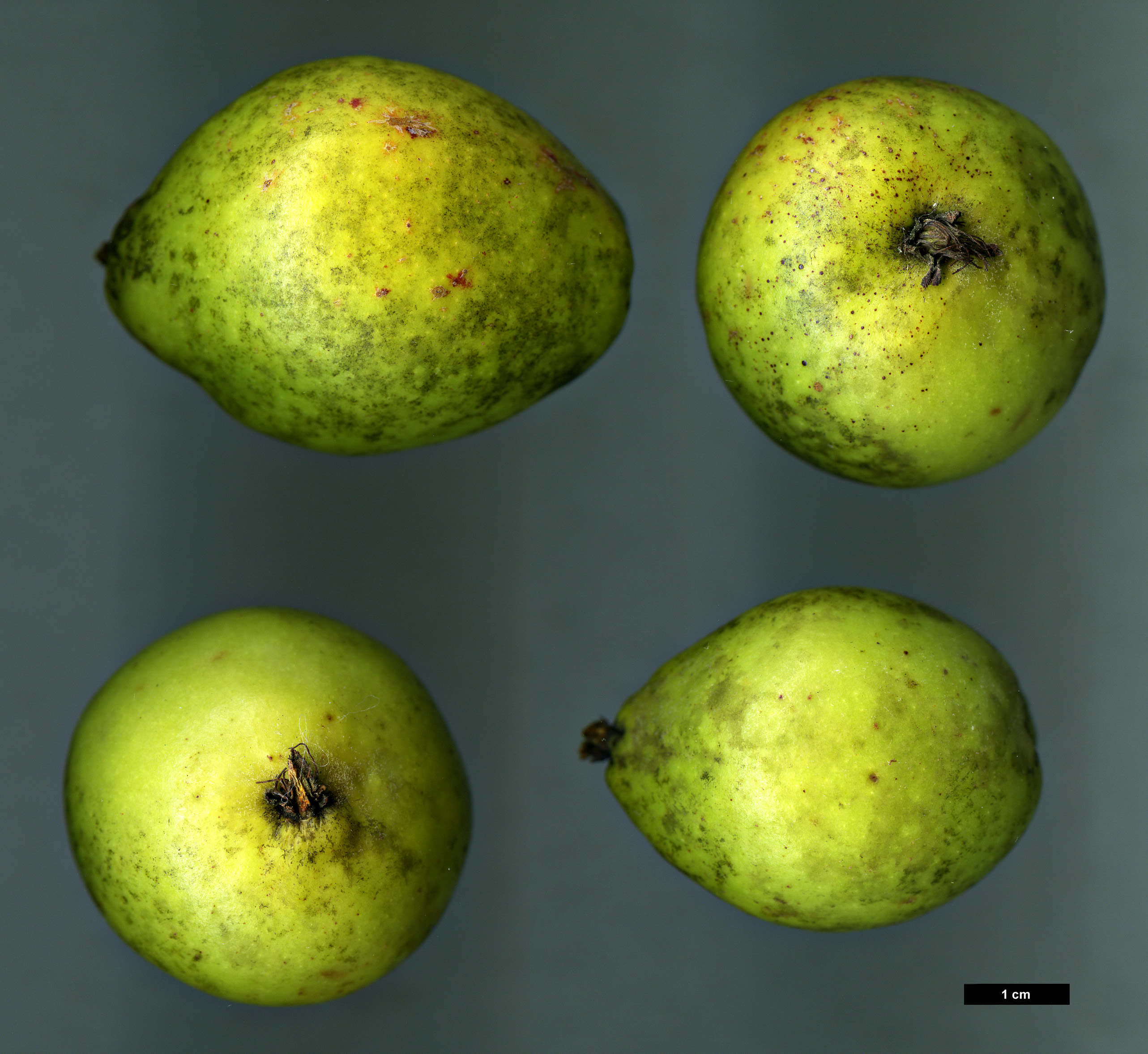 High resolution image: Family: Rosaceae - Genus: Docynia - Taxon: delavayi