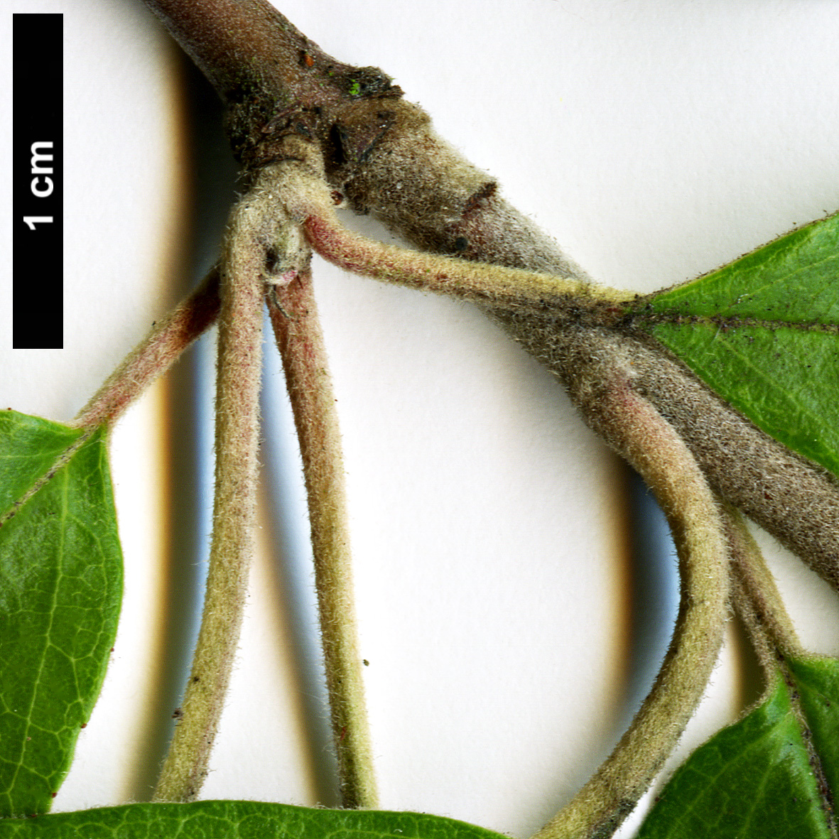 High resolution image: Family: Rosaceae - Genus: Docynia - Taxon: delavayi
