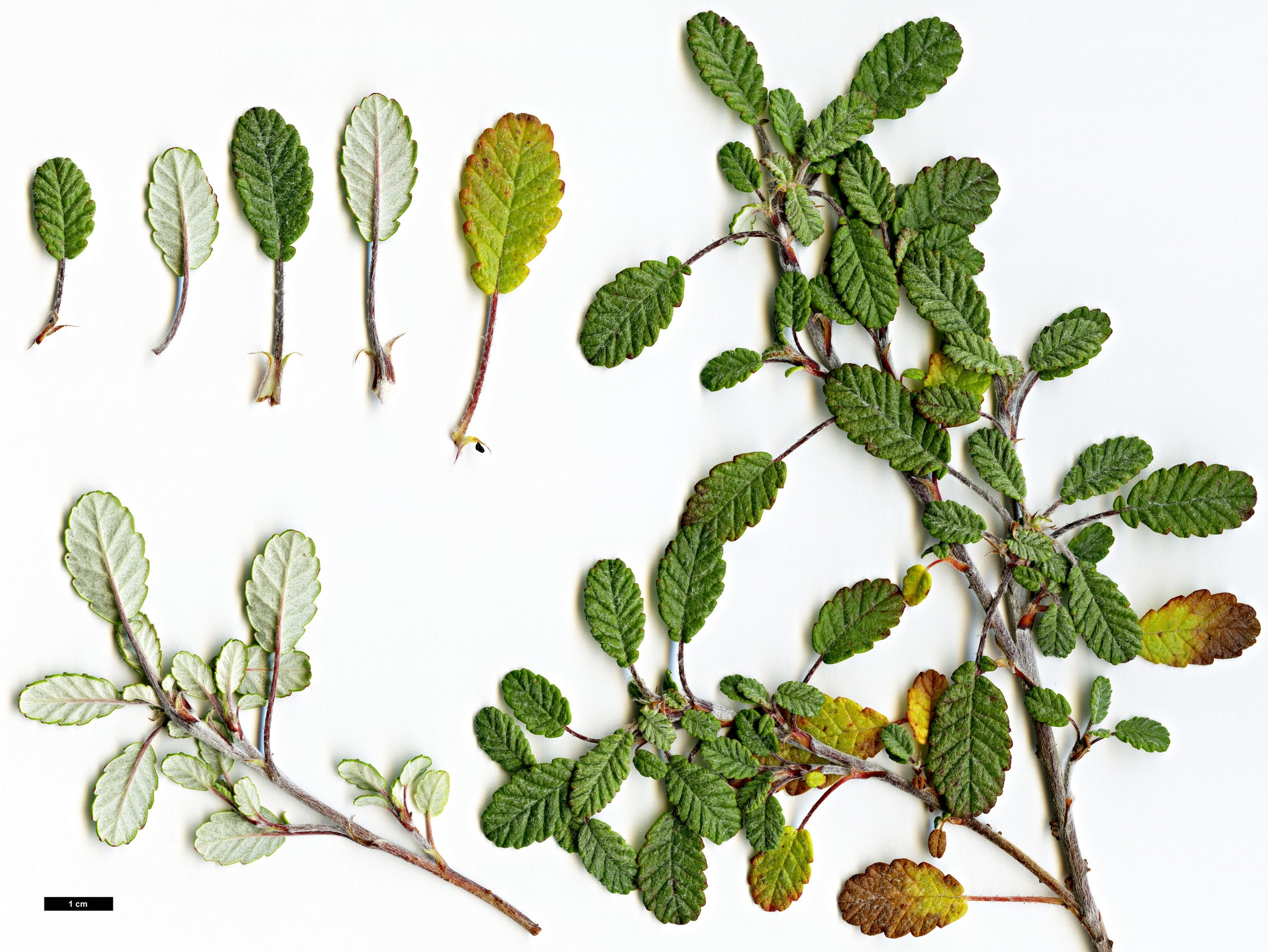 High resolution image: Family: Rosaceae - Genus: Dryas - Taxon: drummondii