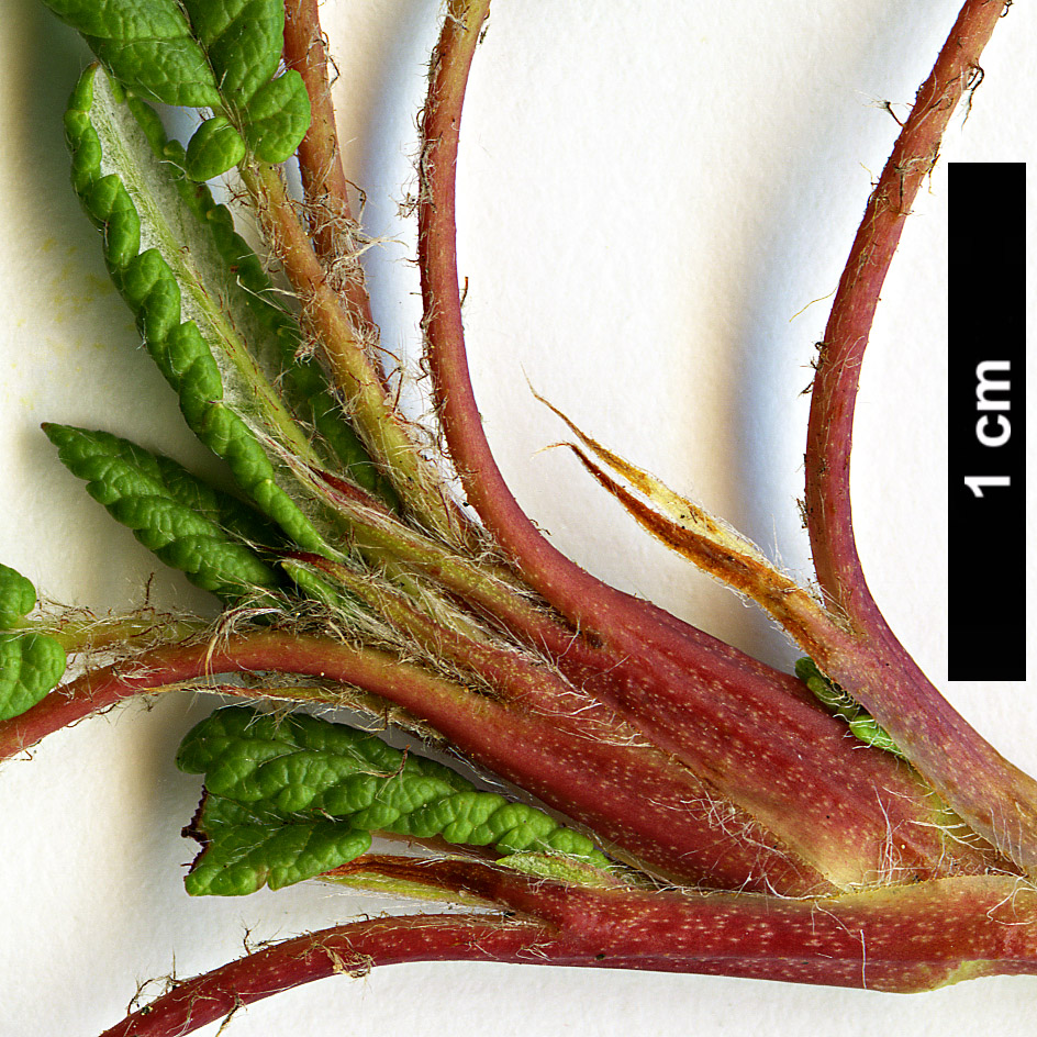 High resolution image: Family: Rosaceae - Genus: Dryas - Taxon: octopetala