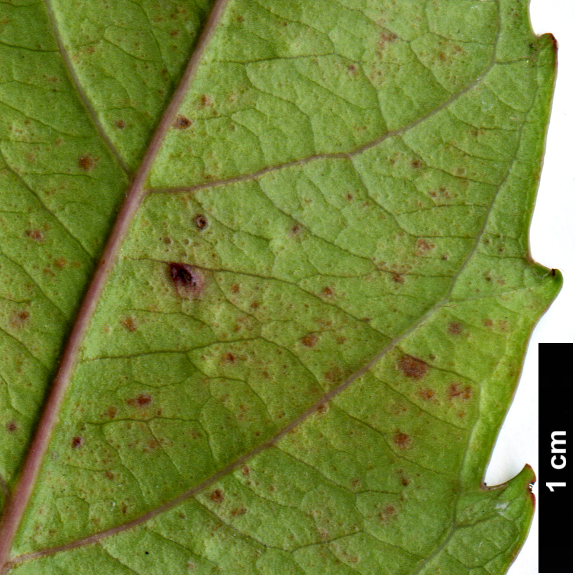 High resolution image: Family: Rosaceae - Genus: Eriobotrya - Taxon: deflexa
