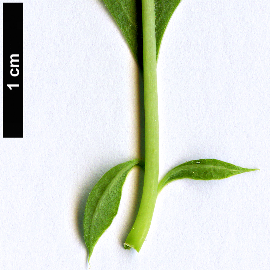 High resolution image: Family: Rosaceae - Genus: Exochorda - Taxon: korolkowii