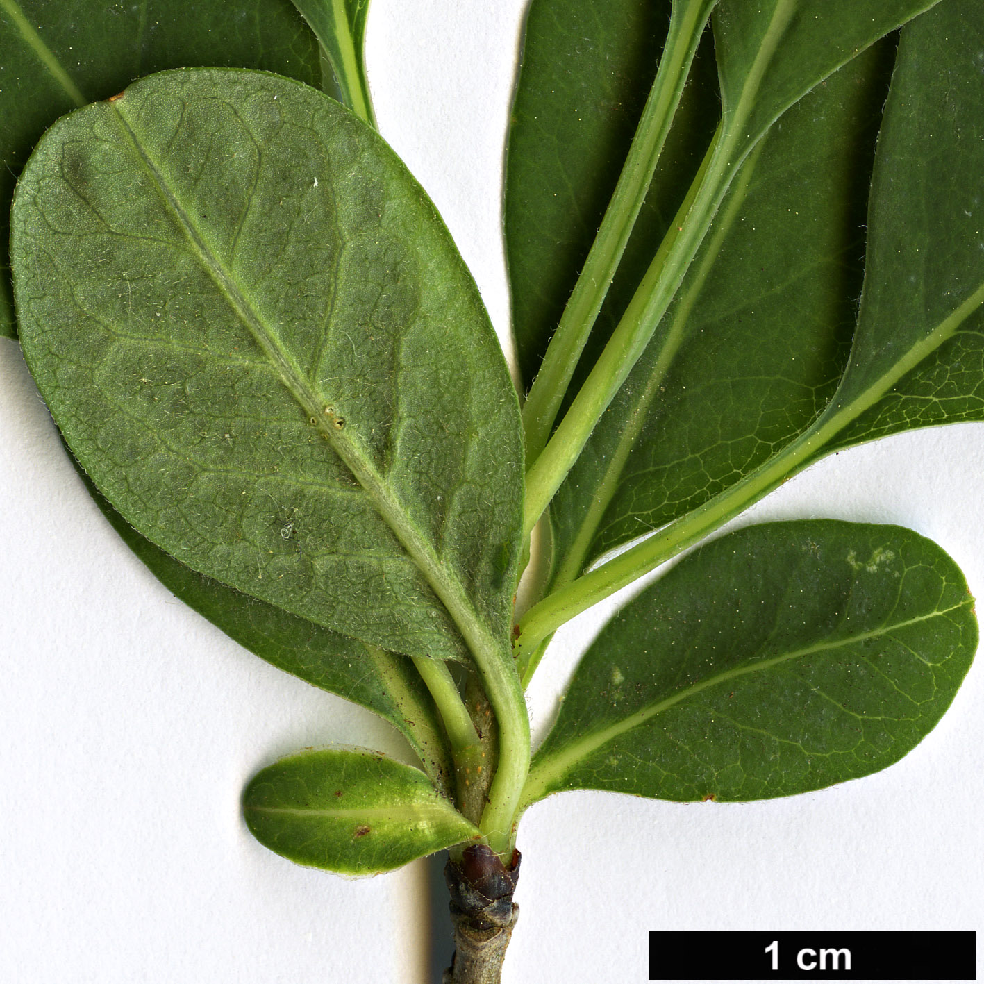High resolution image: Family: Rosaceae - Genus: Exochorda - Taxon: korolkowii
