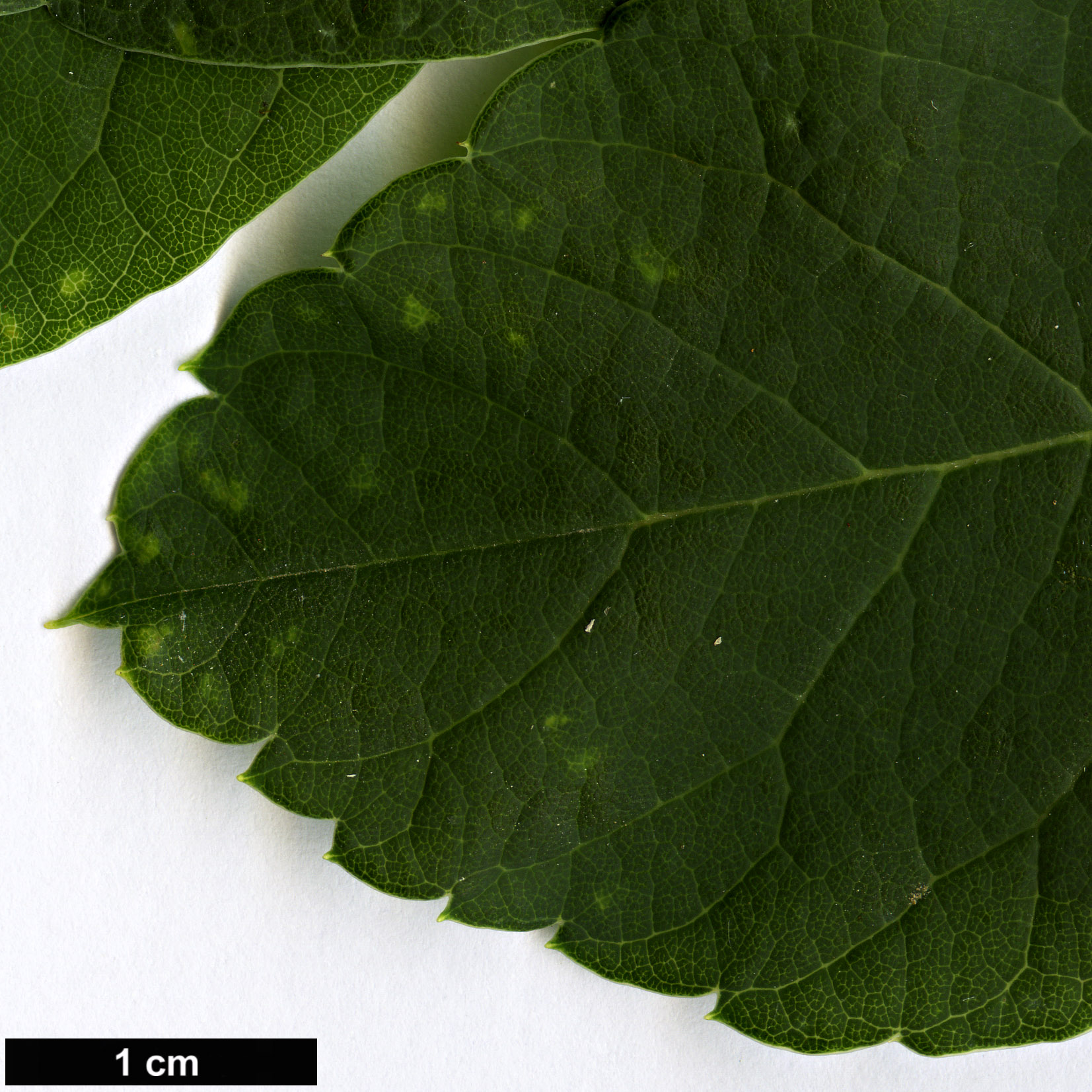 High resolution image: Family: Rosaceae - Genus: Exochorda - Taxon: racemosa