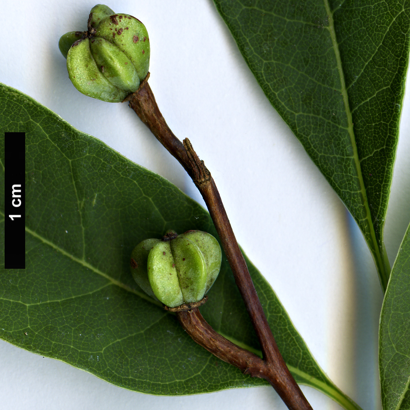 High resolution image: Family: Rosaceae - Genus: Exochorda - Taxon: racemosa