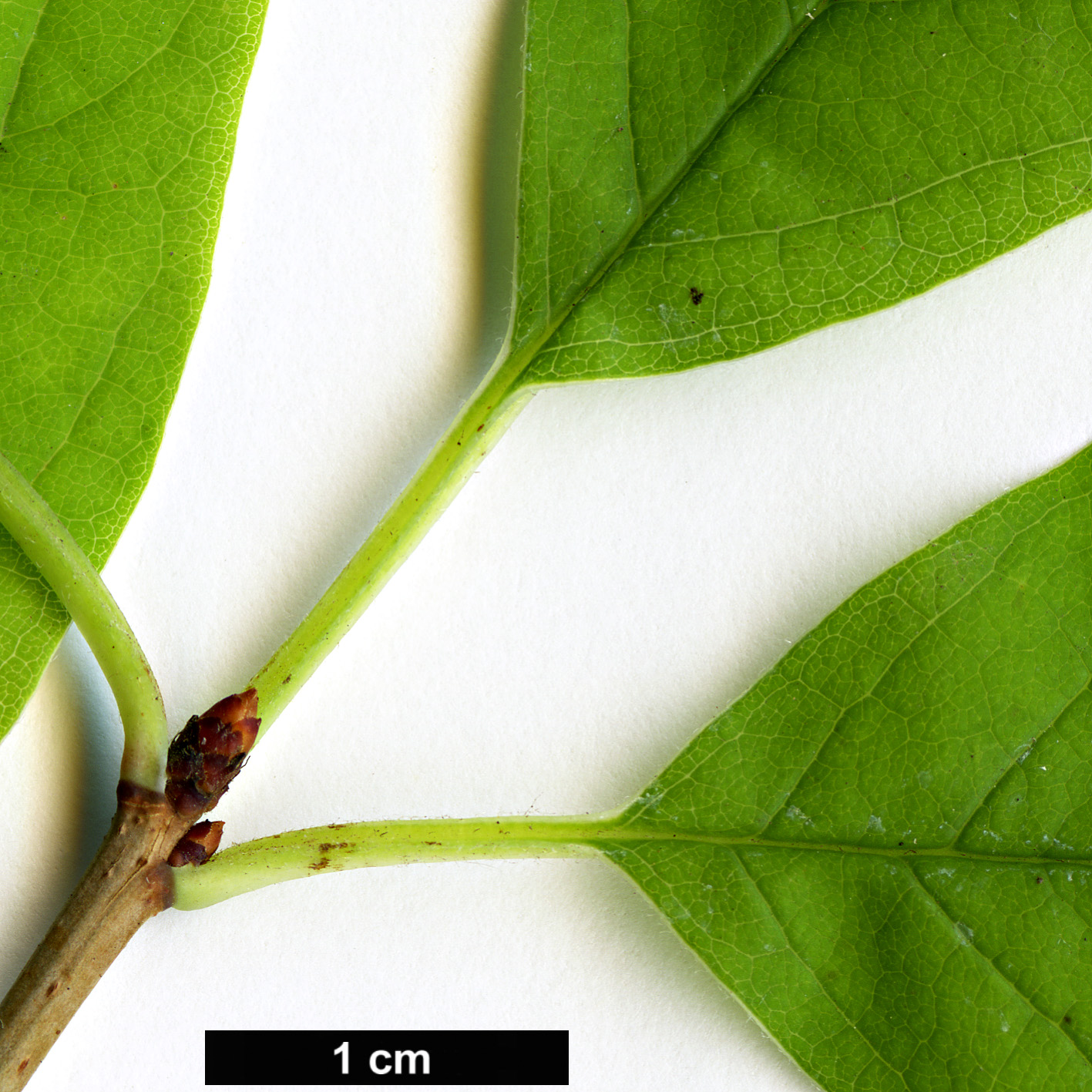 High resolution image: Family: Rosaceae - Genus: Exochorda - Taxon: serratifolia
