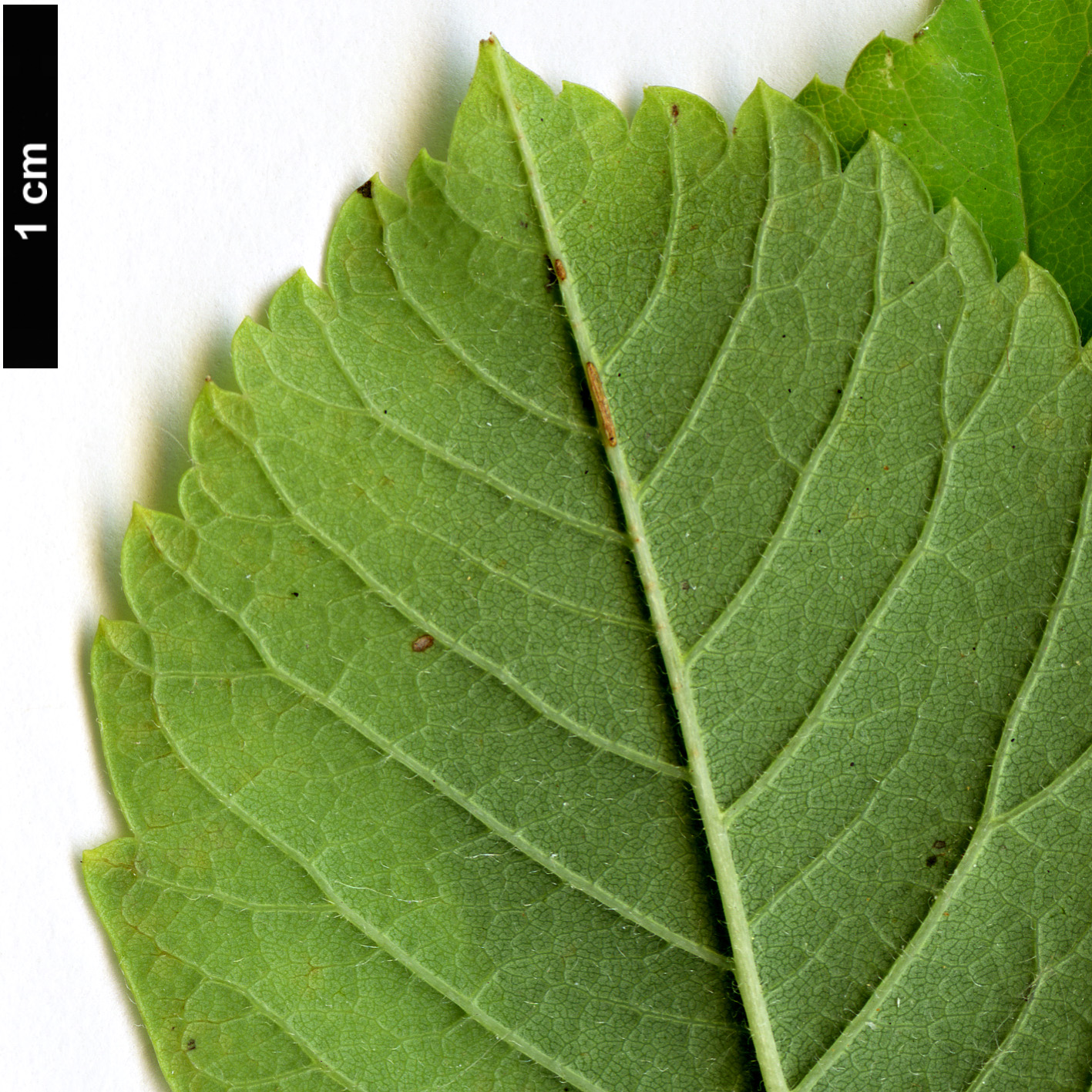 High resolution image: Family: Rosaceae - Genus: Exochorda - Taxon: serratifolia