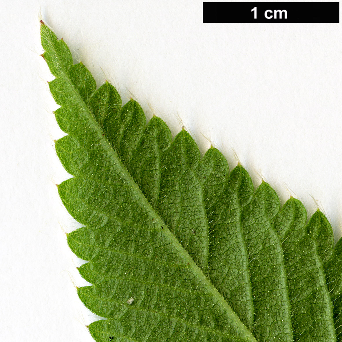 High resolution image: Family: Rosaceae - Genus: Hagenia - Taxon: abyssinica