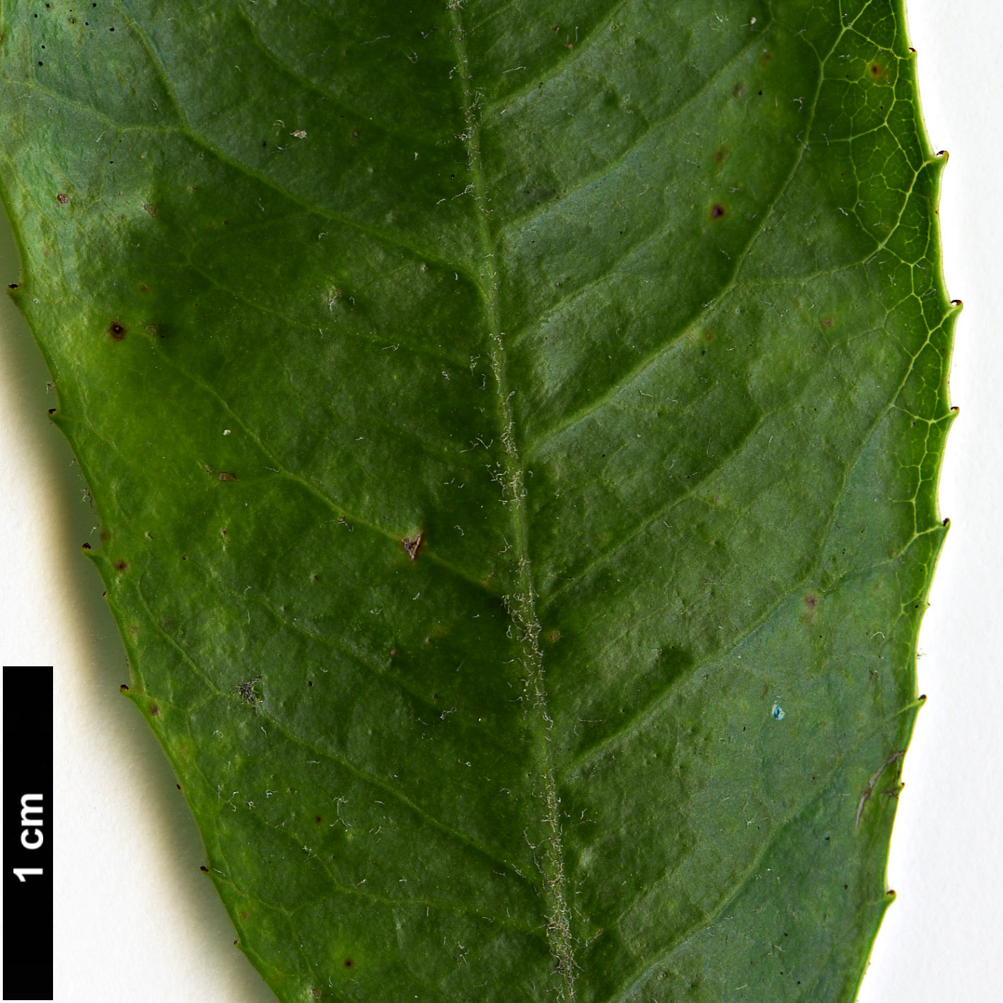 High resolution image: Family: Rosaceae - Genus: Heteromeles - Taxon: arbutifolia