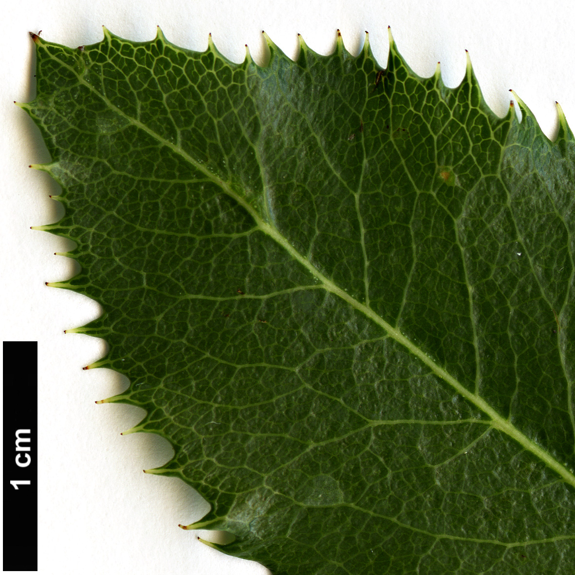 High resolution image: Family: Rosaceae - Genus: Kageneckia - Taxon: oblonga