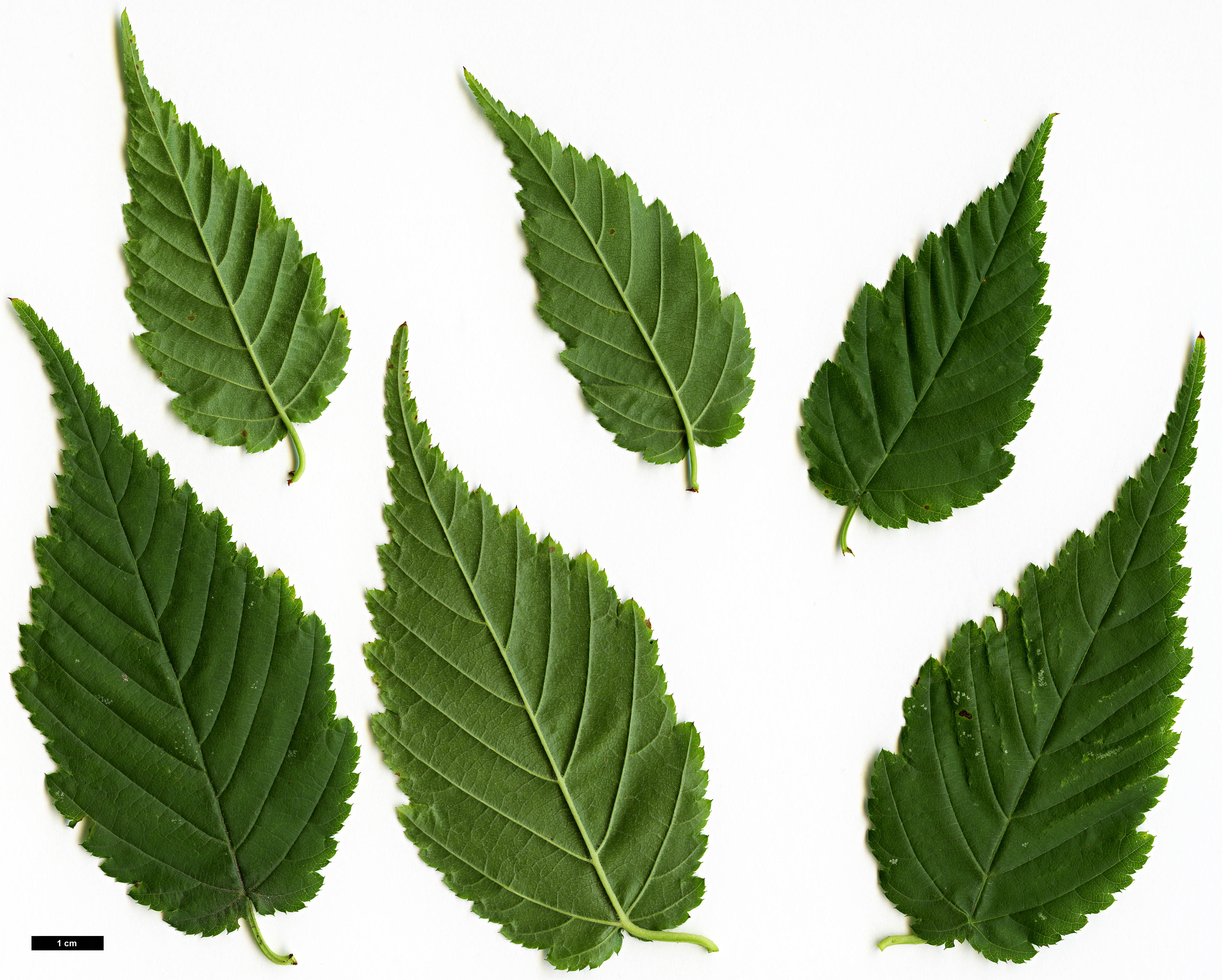 High resolution image: Family: Rosaceae - Genus: Kerria - Taxon: japonica
