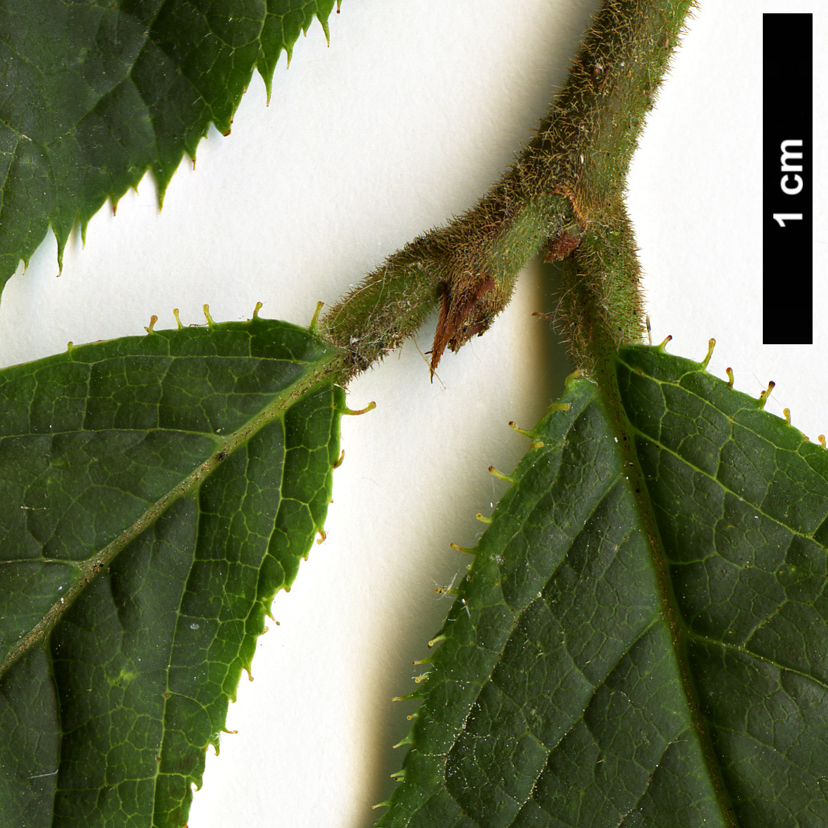 High resolution image: Family: Rosaceae - Genus: Maddenia - Taxon: himalaica