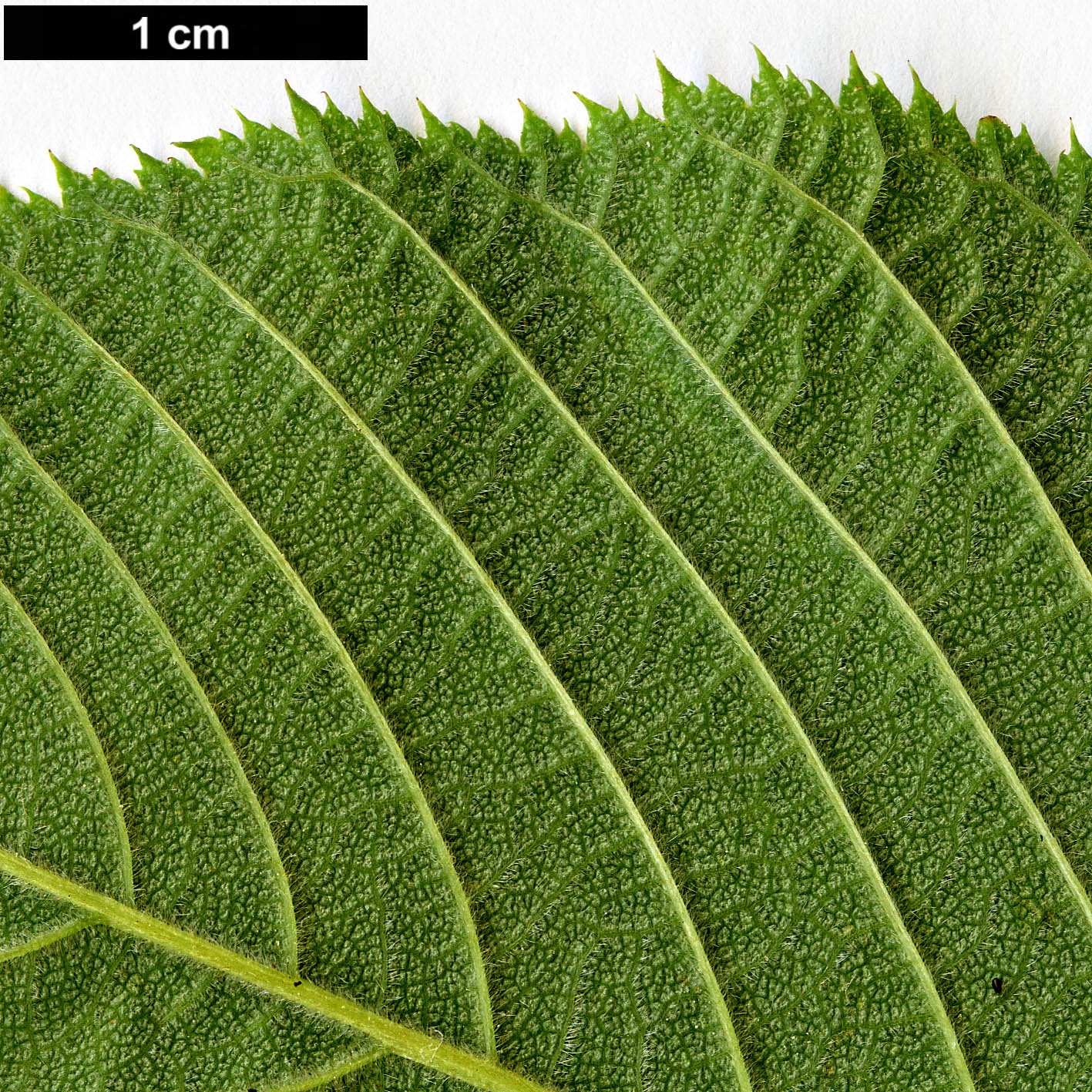 High resolution image: Family: Rosaceae - Genus: Maddenia - Taxon: wilsonii