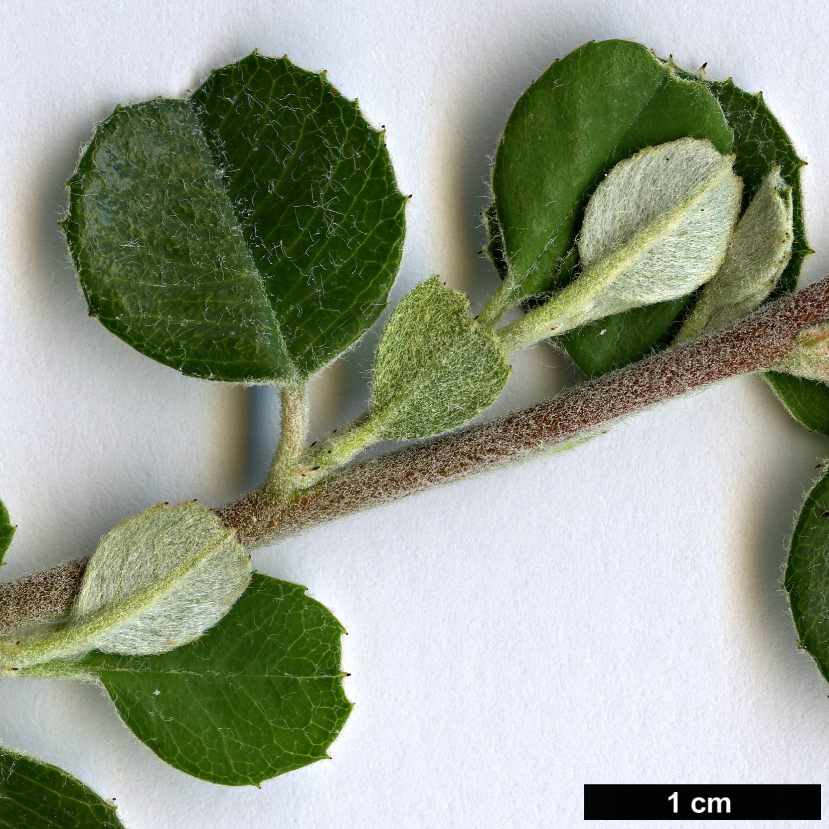 High resolution image: Family: Rosaceae - Genus: Malacomeles - Taxon: denticulata