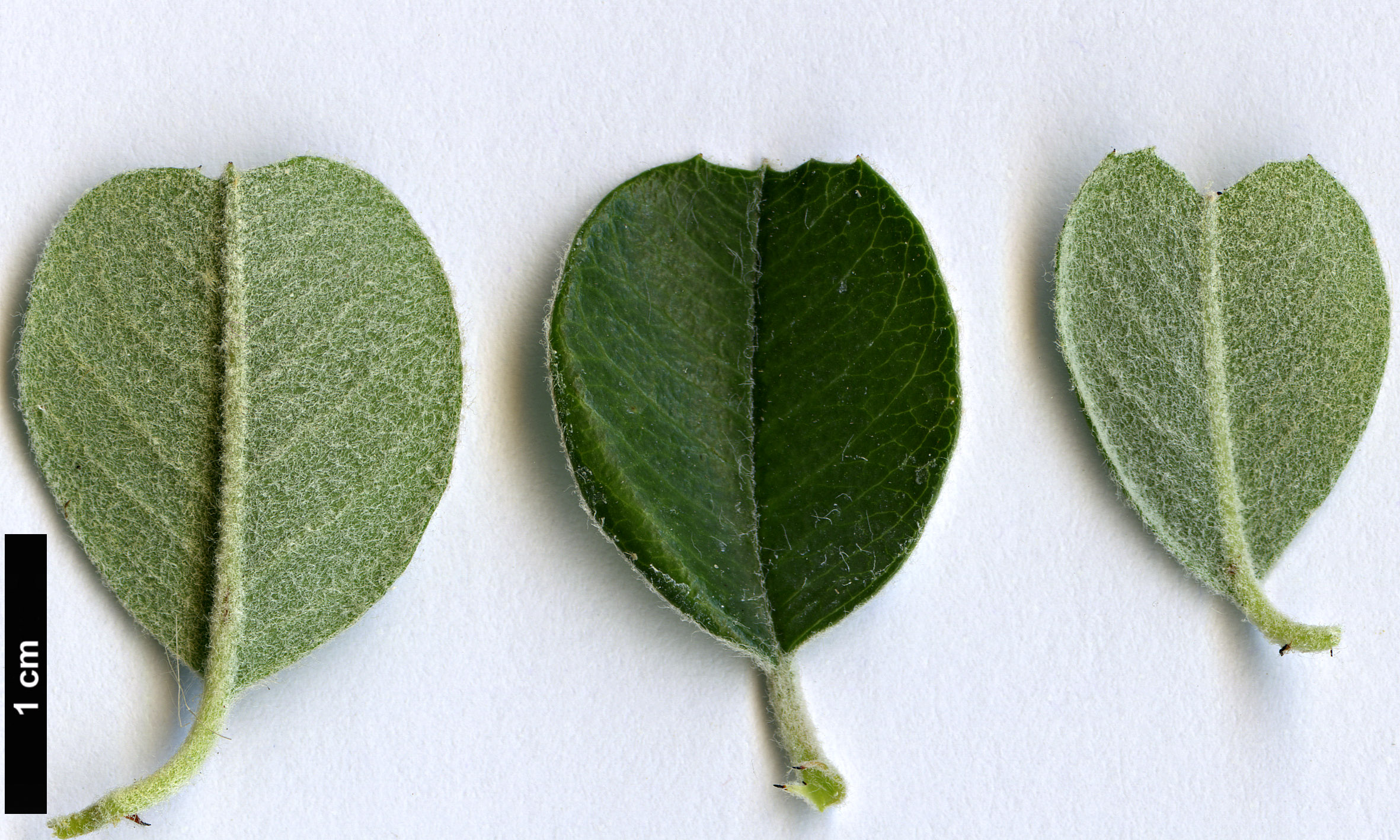 High resolution image: Family: Rosaceae - Genus: Malacomeles - Taxon: denticulata