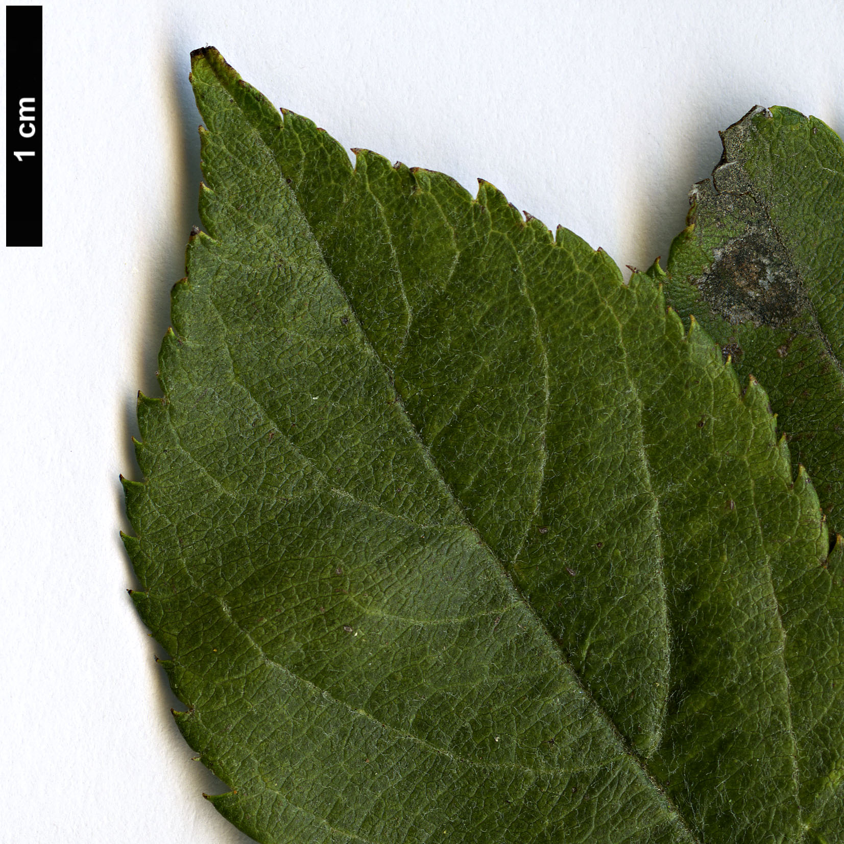High resolution image: Family: Rosaceae - Genus: Malus - Taxon: floribunda