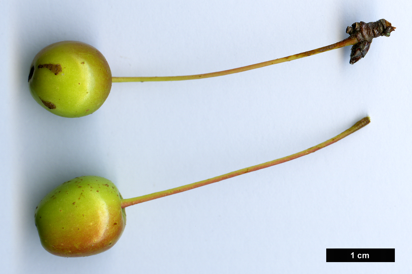 High resolution image: Family: Rosaceae - Genus: Malus - Taxon: floribunda