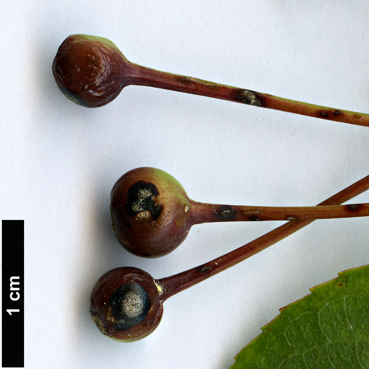 High resolution image: Family: Rosaceae - Genus: Malus - Taxon: halliana