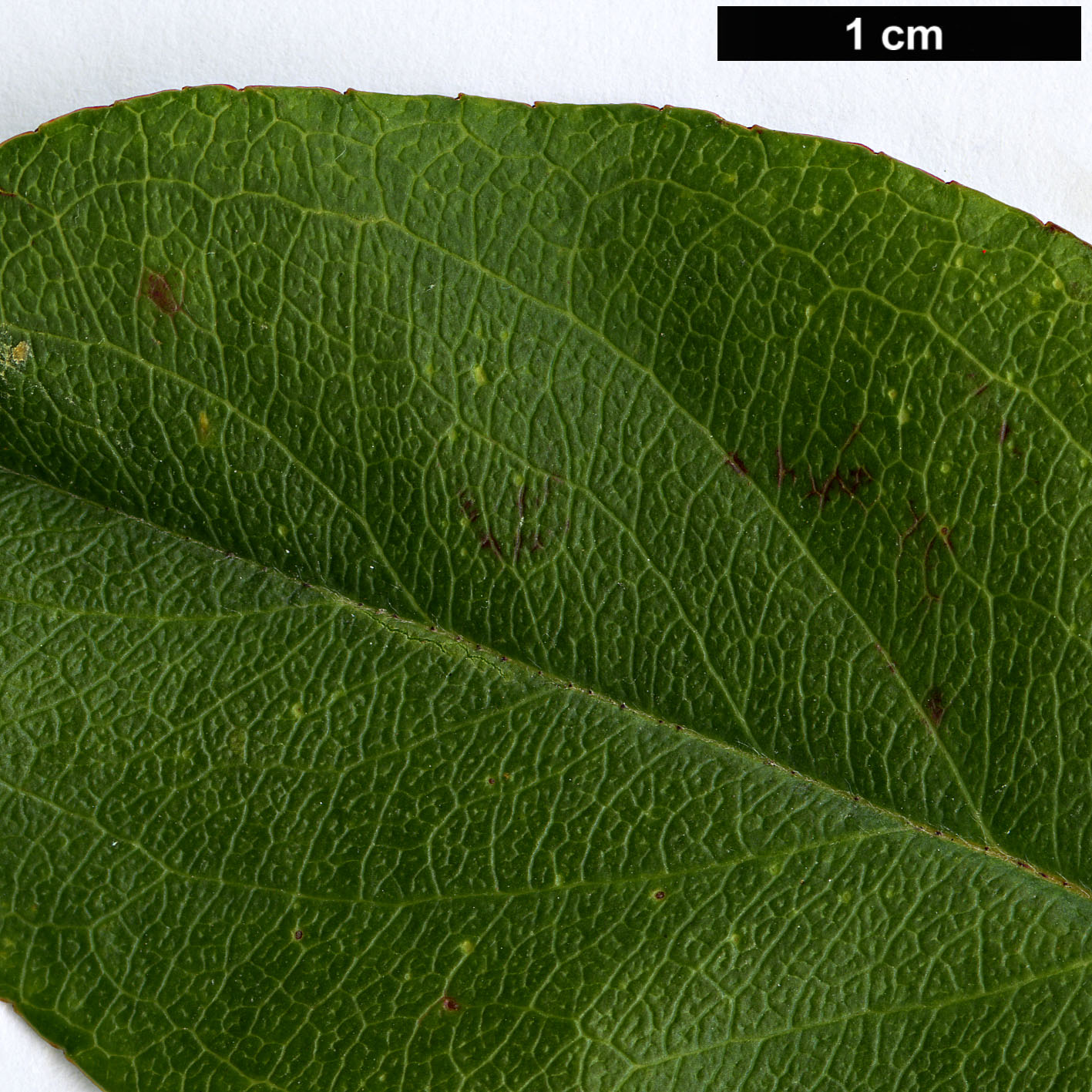 High resolution image: Family: Rosaceae - Genus: Malus - Taxon: halliana