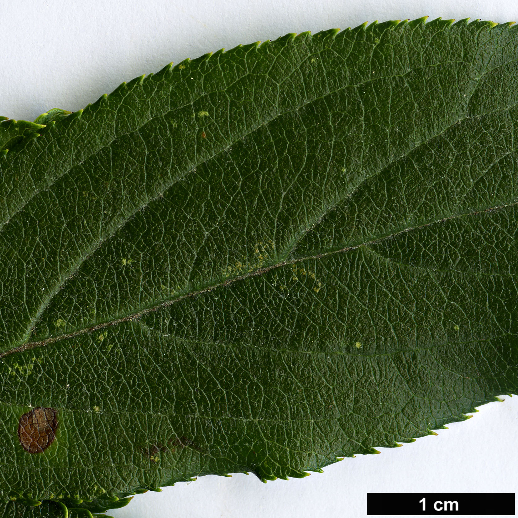 High resolution image: Family: Rosaceae - Genus: Malus - Taxon: hupehensis