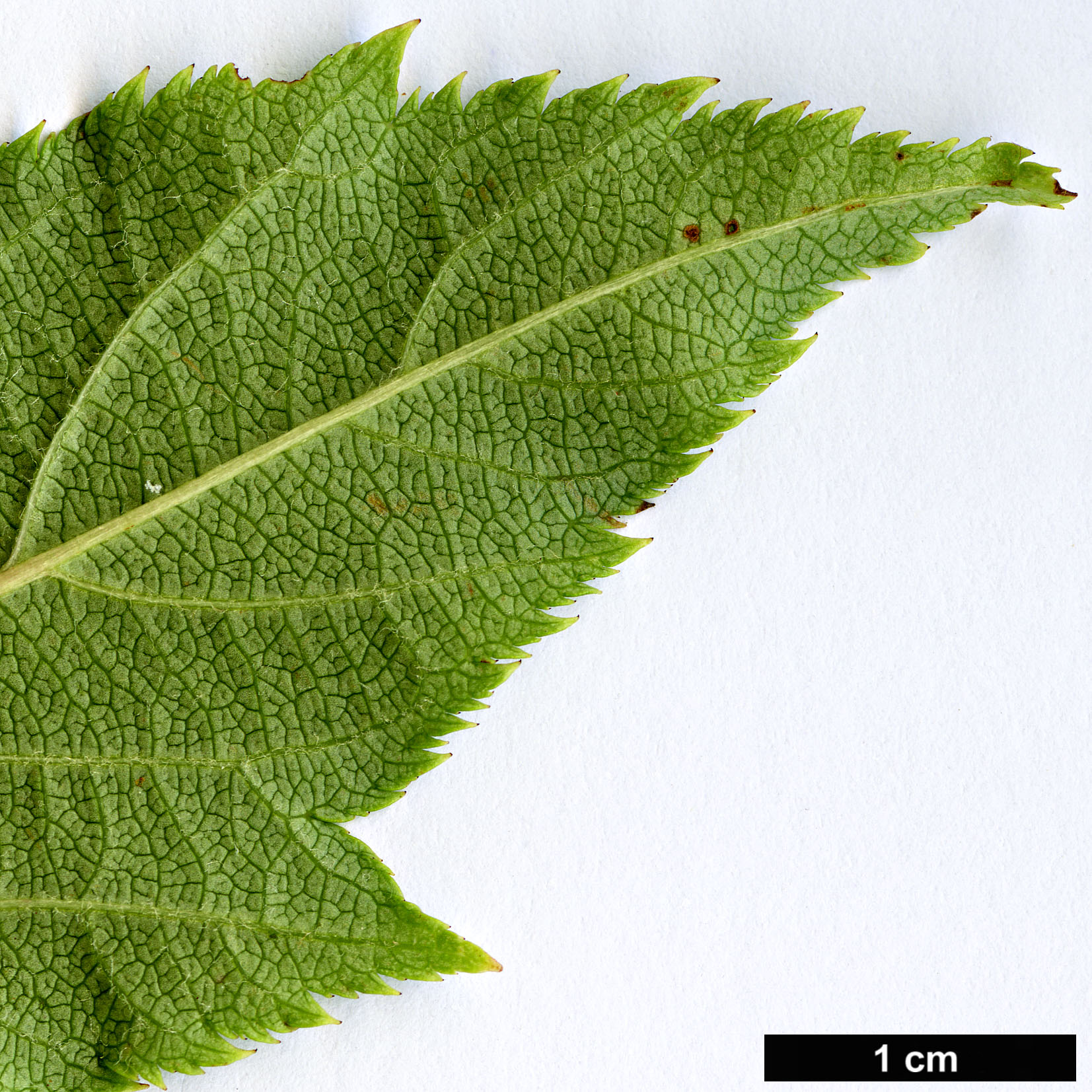 High resolution image: Family: Rosaceae - Genus: Malus - Taxon: kansuensis