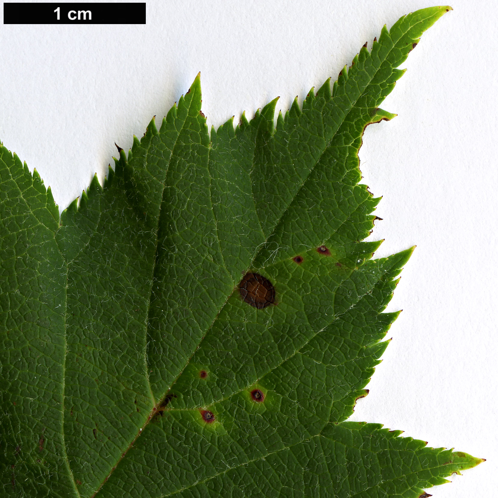 High resolution image: Family: Rosaceae - Genus: Malus - Taxon: kansuensis