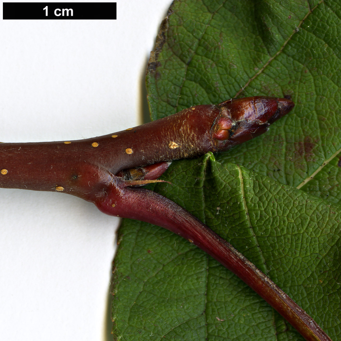 High resolution image: Family: Rosaceae - Genus: Malus - Taxon: prattii