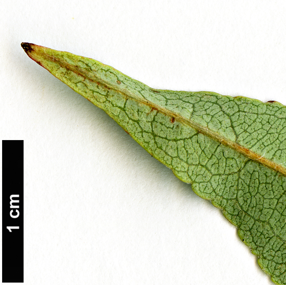 High resolution image: Family: Rosaceae - Genus: Malus - Taxon: sachalinensis