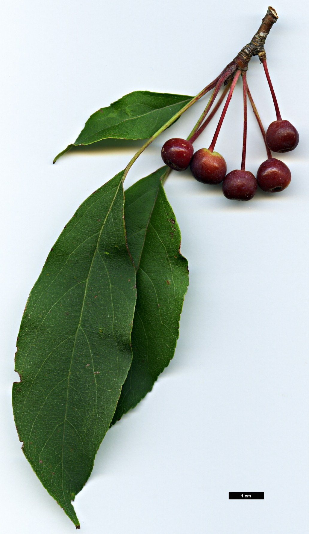 High resolution image: Family: Rosaceae - Genus: Malus - Taxon: sachalinensis