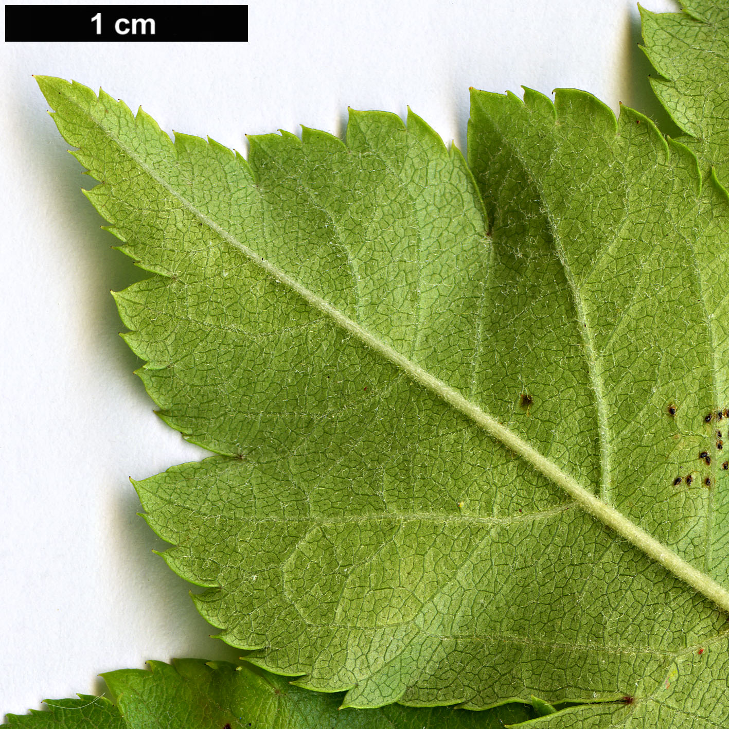 High resolution image: Family: Rosaceae - Genus: Malus - Taxon: sieboldii