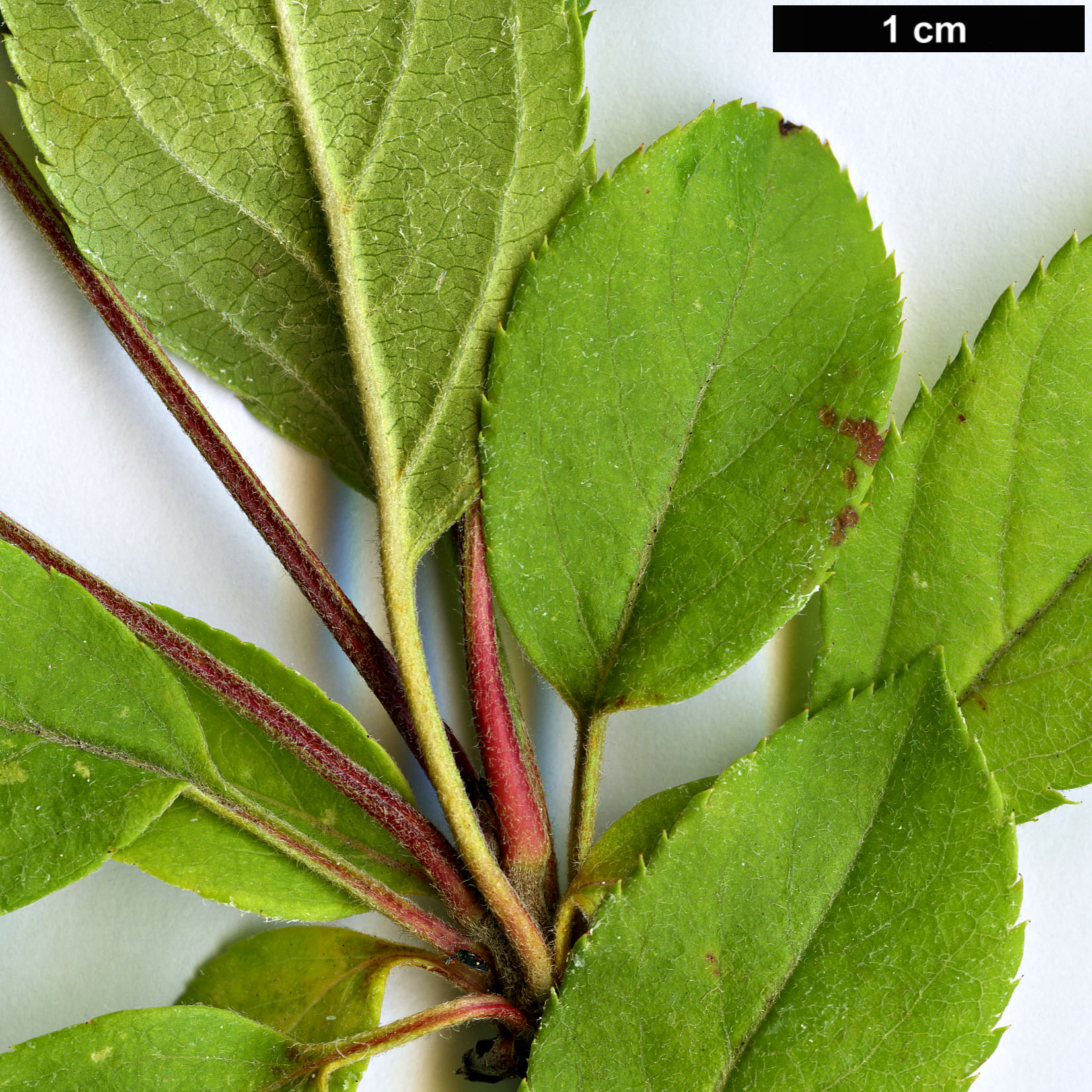 High resolution image: Family: Rosaceae - Genus: Malus - Taxon: sieboldii