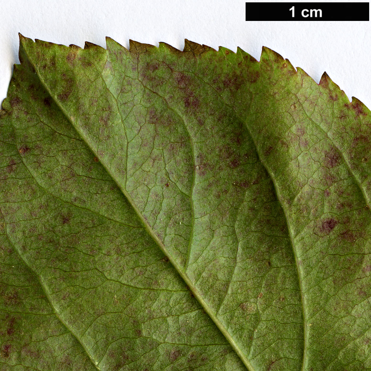 High resolution image: Family: Rosaceae - Genus: Malus - Taxon: sieversii