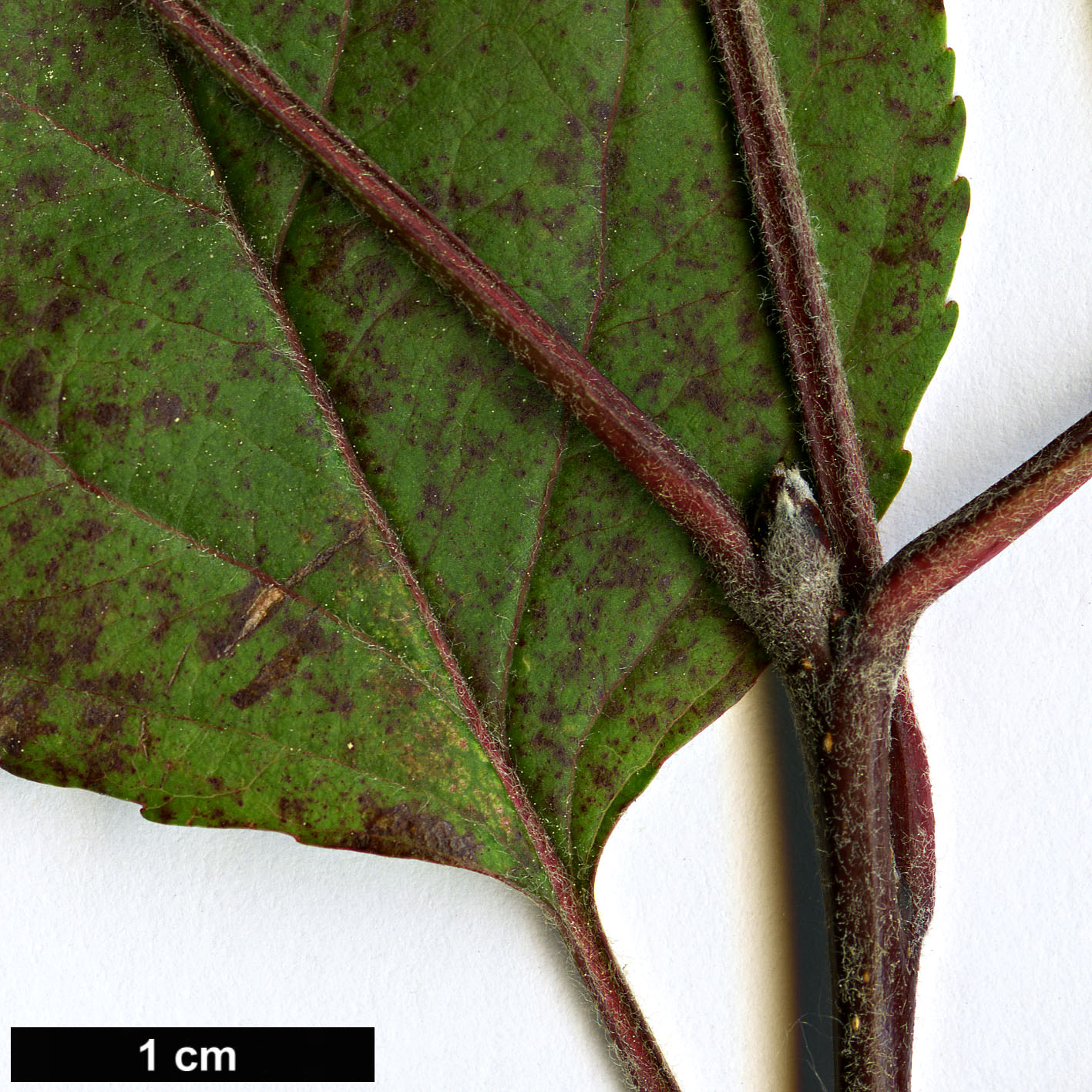 High resolution image: Family: Rosaceae - Genus: Malus - Taxon: sieversii