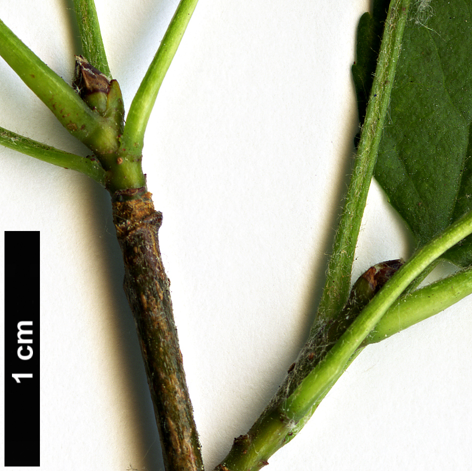 High resolution image: Family: Rosaceae - Genus: Malus - Taxon: sylvestris