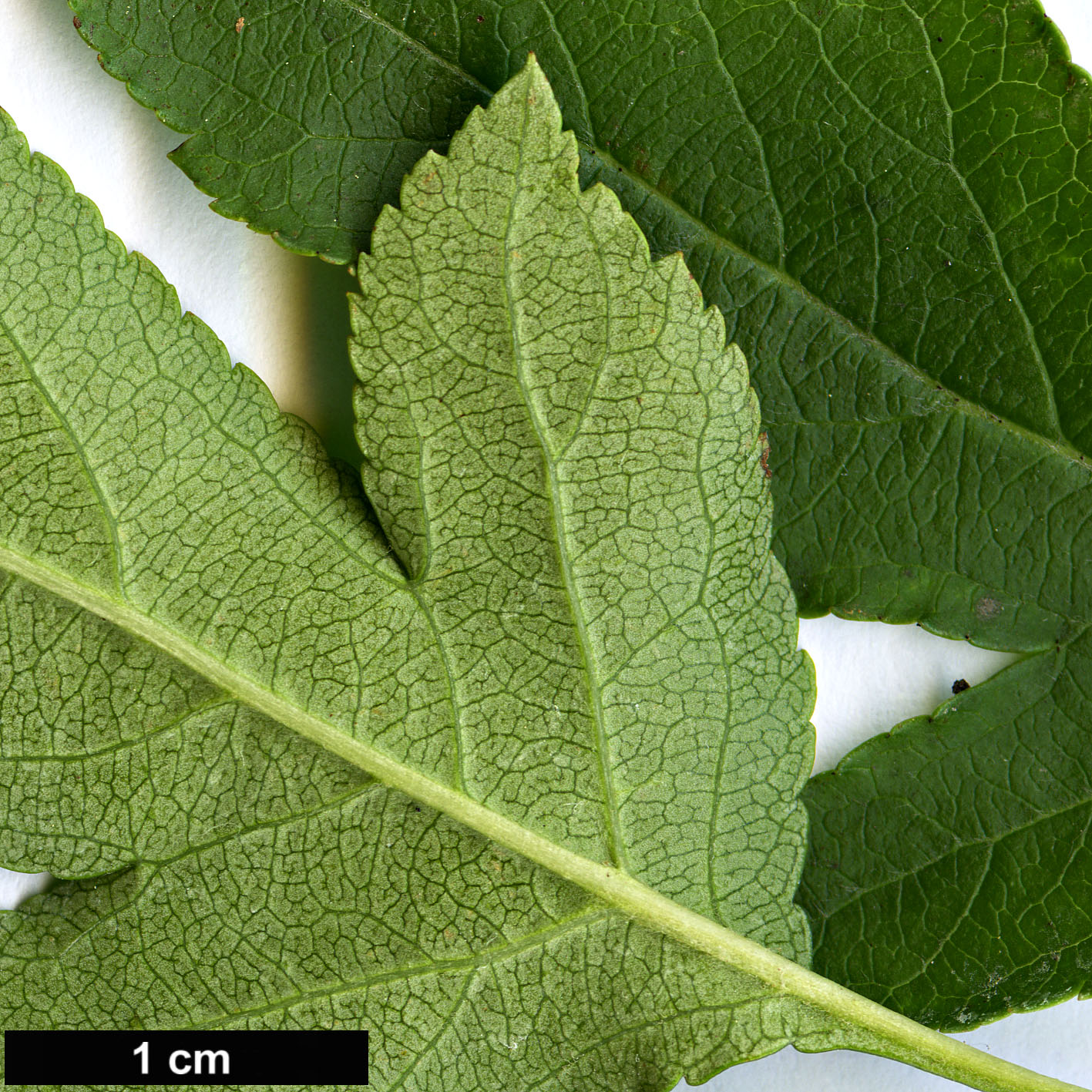 High resolution image: Family: Rosaceae - Genus: Malus - Taxon: toringoides
