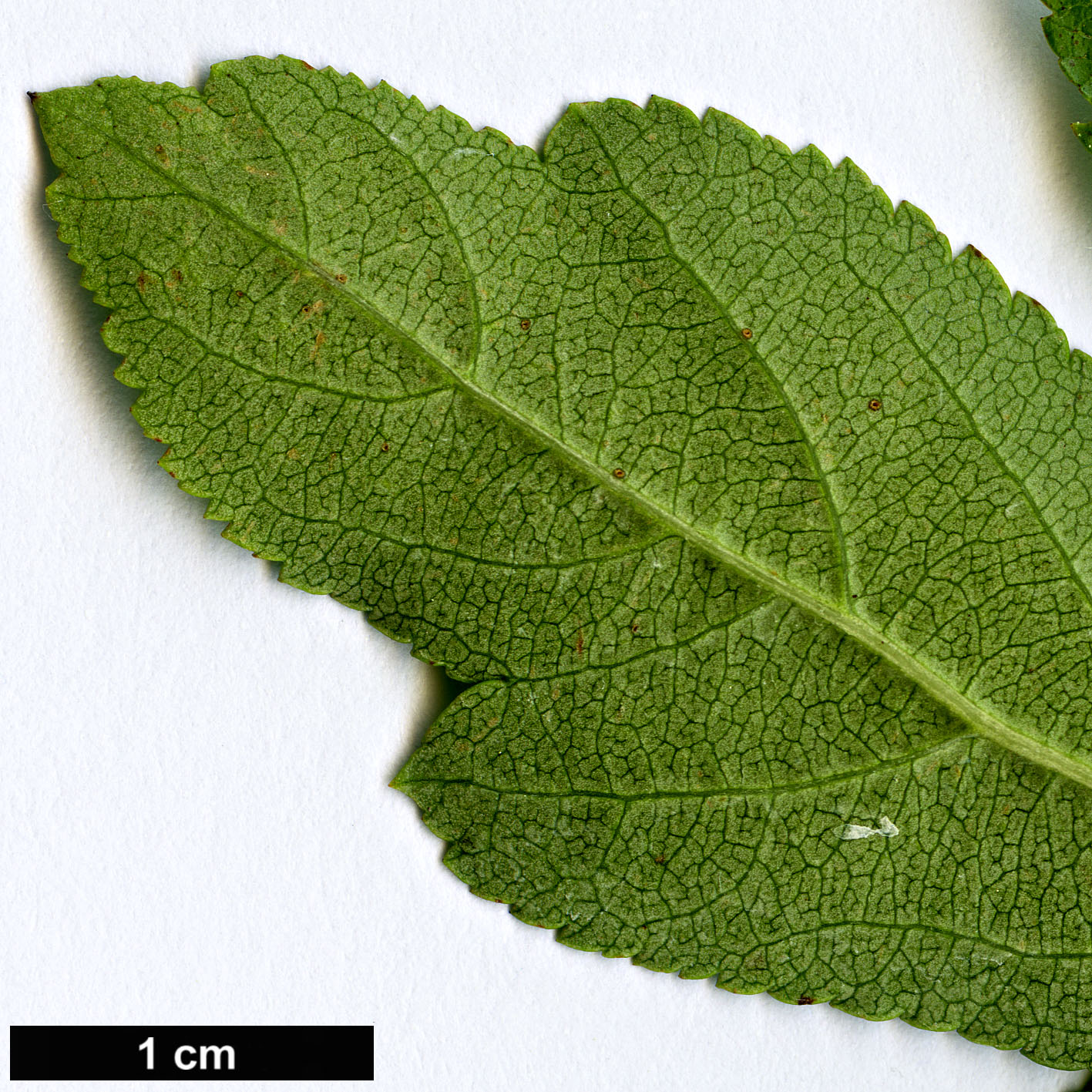 High resolution image: Family: Rosaceae - Genus: Malus - Taxon: toringoides