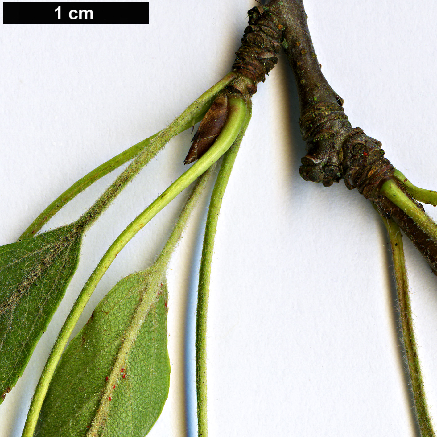 High resolution image: Family: Rosaceae - Genus: Malus - Taxon: transitoria
