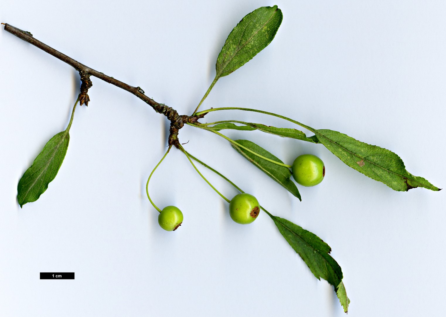 High resolution image: Family: Rosaceae - Genus: Malus - Taxon: transitoria