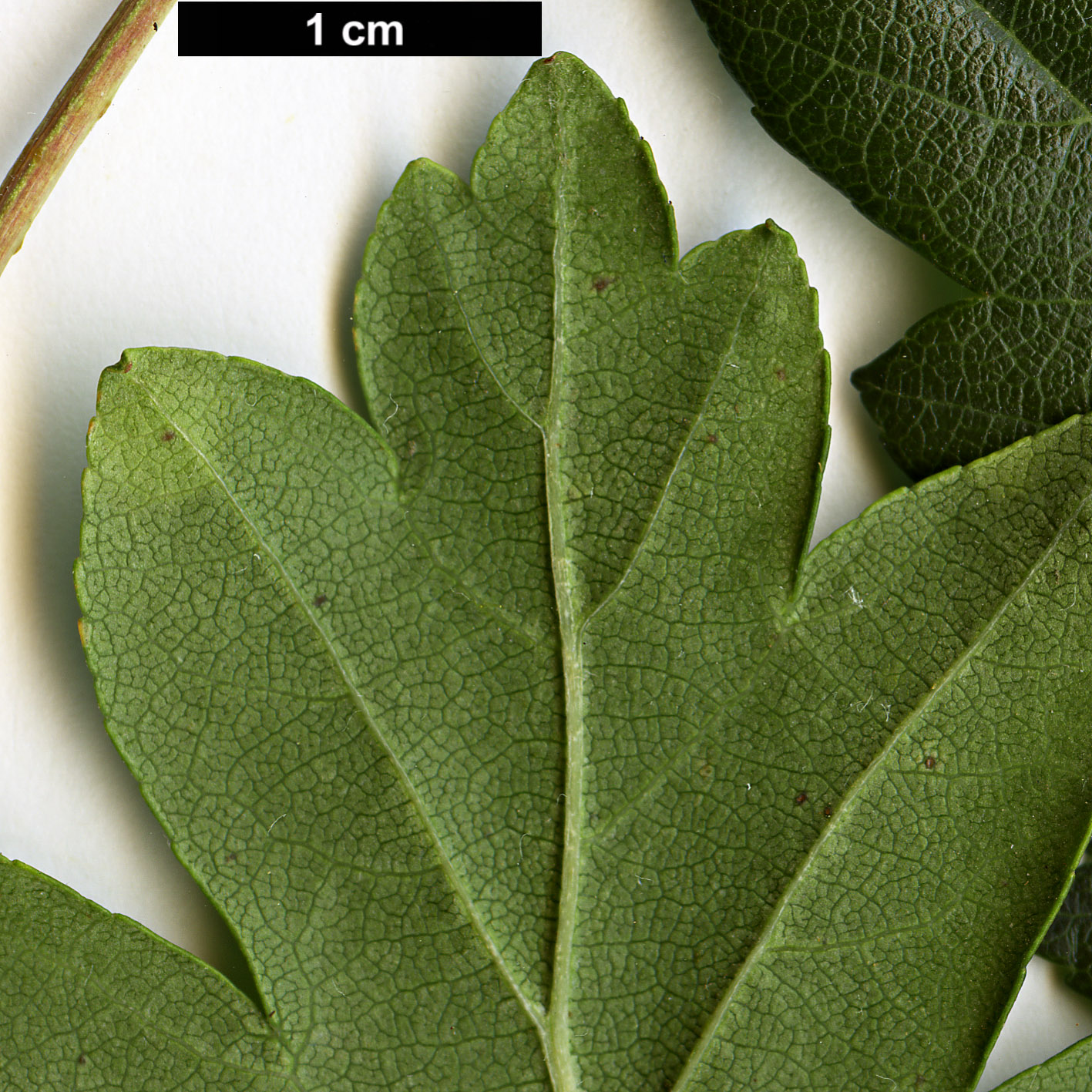 High resolution image: Family: Rosaceae - Genus: Malus - Taxon: trilobata