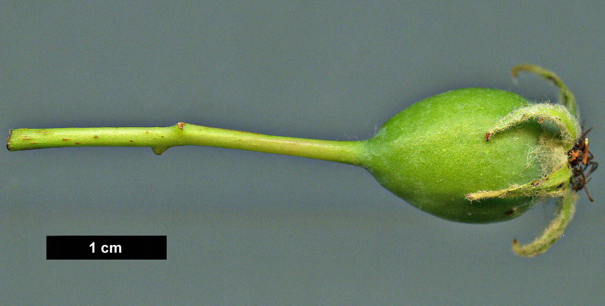 High resolution image: Family: Rosaceae - Genus: Malus - Taxon: trilobata