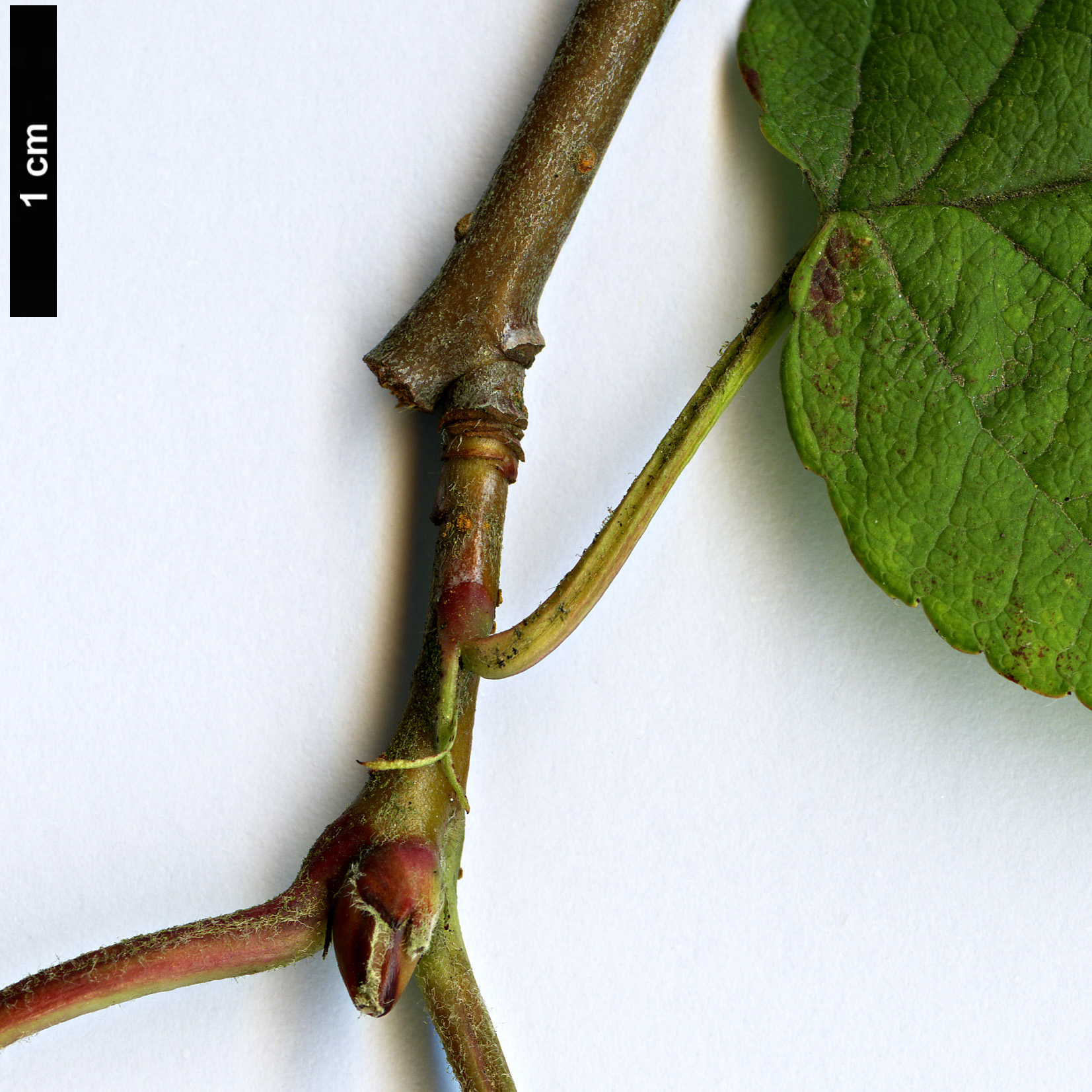 High resolution image: Family: Rosaceae - Genus: Malus - Taxon: yunnanensis