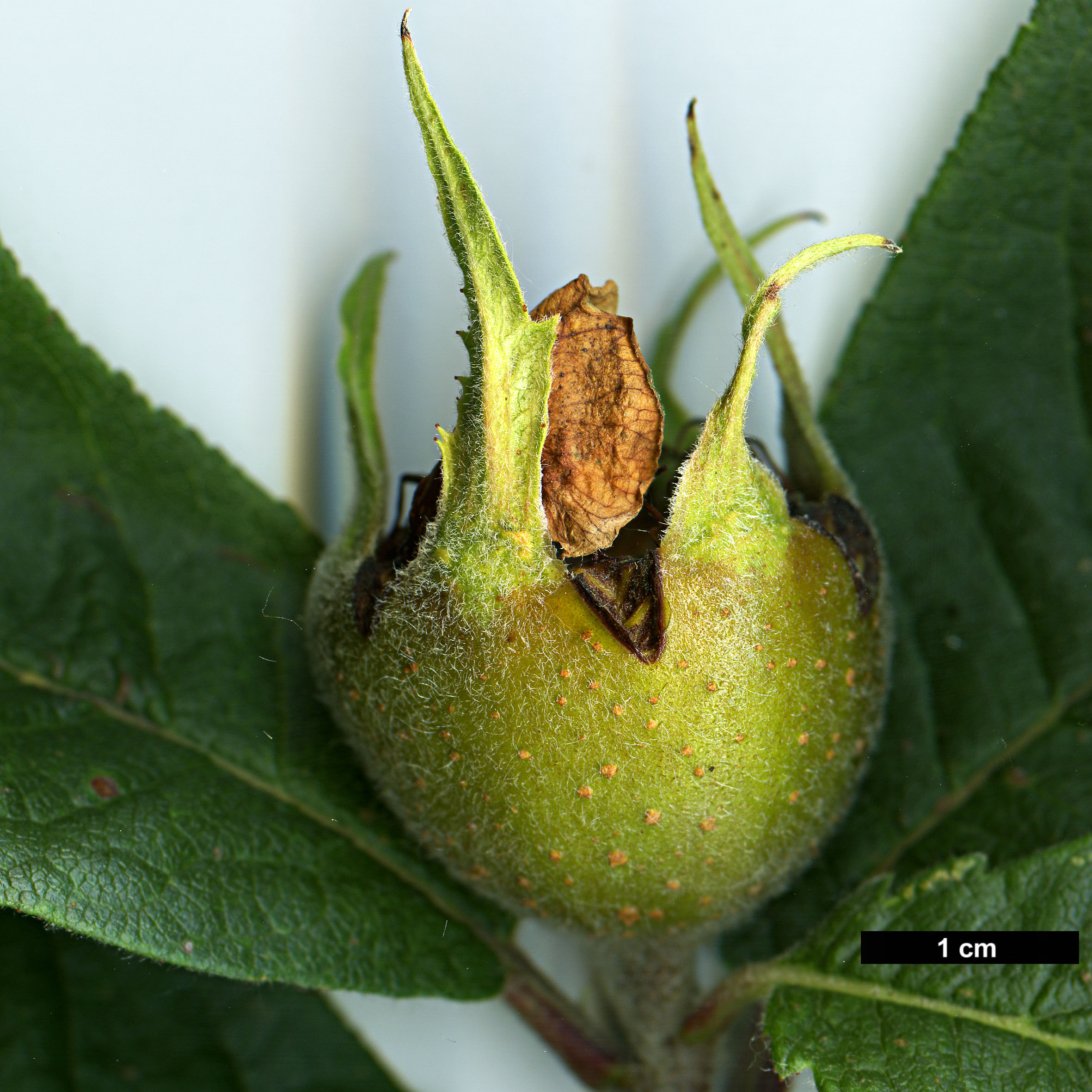 High resolution image: Family: Rosaceae - Genus: Mespilus - Taxon: germanica