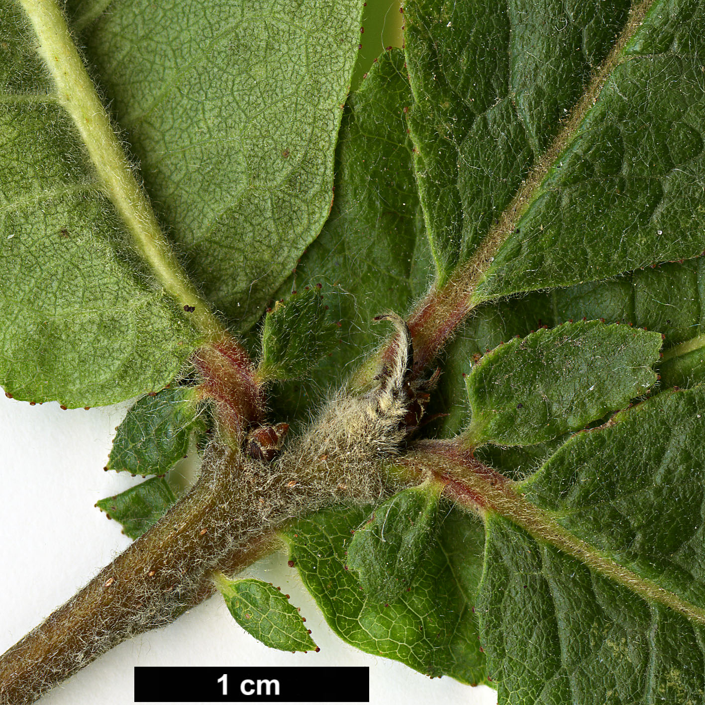 High resolution image: Family: Rosaceae - Genus: Mespilus - Taxon: germanica