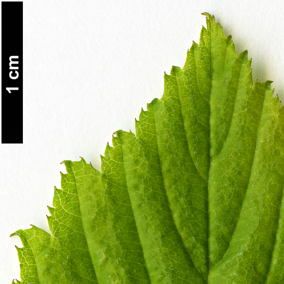 High resolution image: Family: Rosaceae - Genus: Neviusia - Taxon: alabamensis